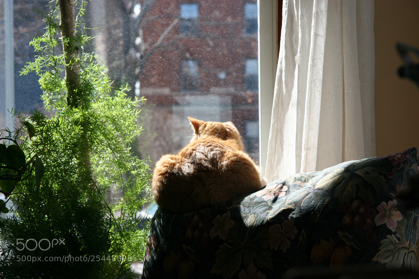 Canon EOS 20D sample photo. City kitty photography