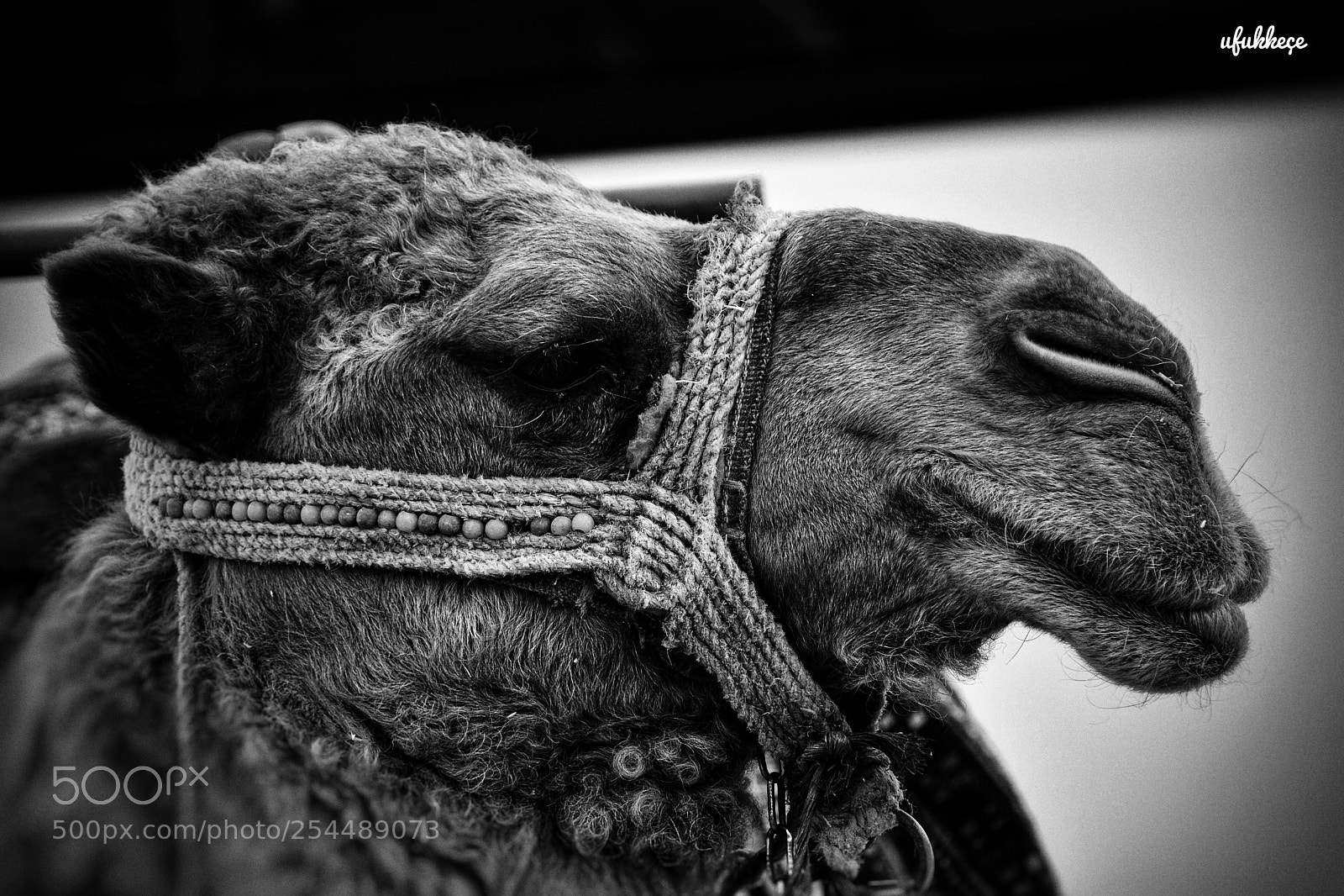Nikon D5200 sample photo. Untitled photography