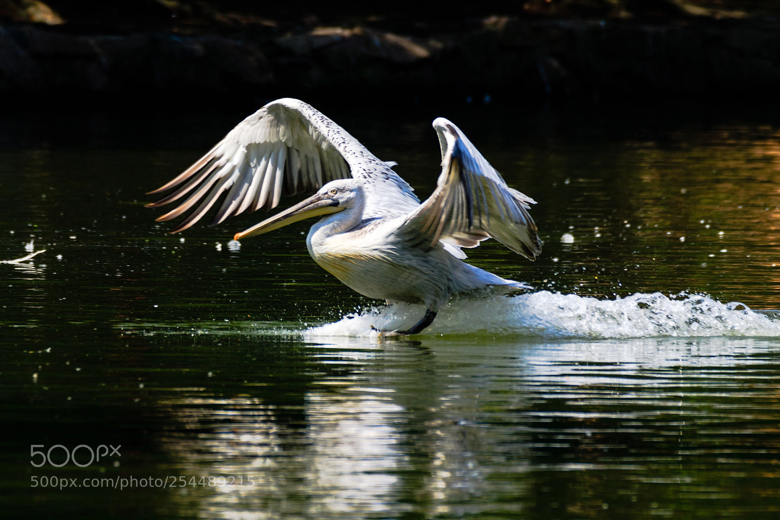 Canon EOS 7D Mark II sample photo. Untitled photography
