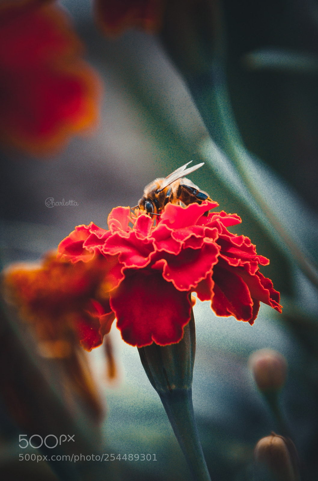 Nikon D90 sample photo. Bee on the flover photography