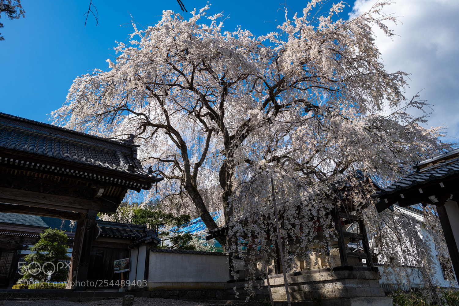 Nikon D850 sample photo. Japanese cherry brossom photography