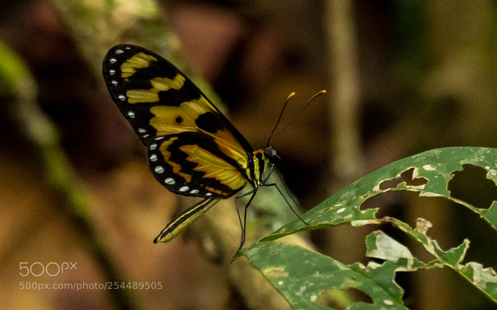 Olympus OM-D E-M1 Mark II sample photo. Amazon butterfly photography