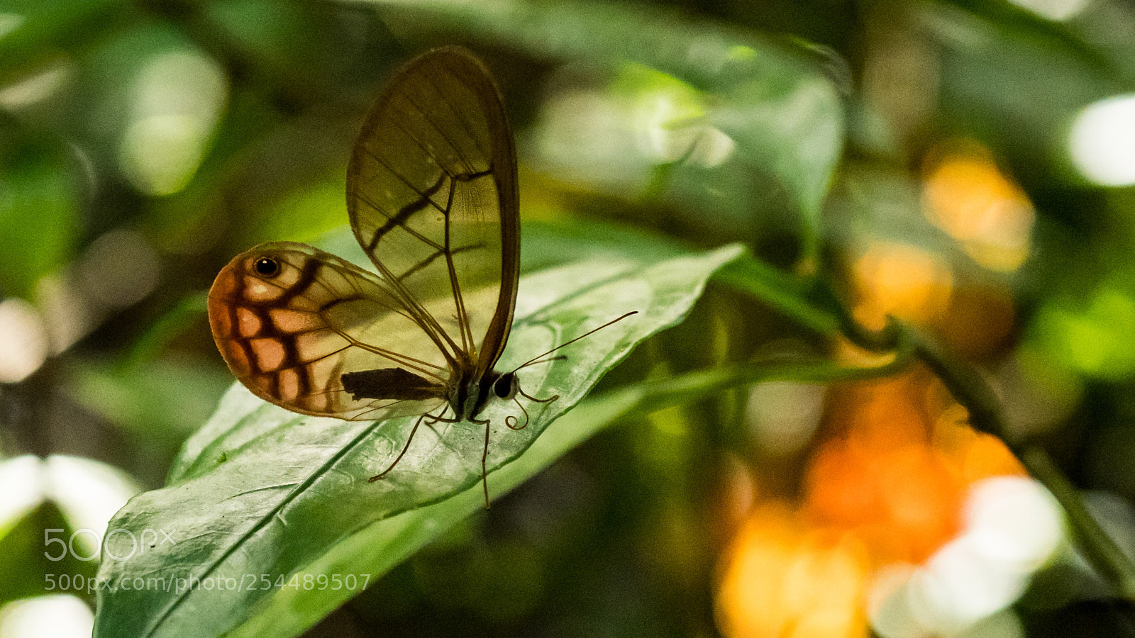 Olympus OM-D E-M1 Mark II sample photo. Amazon butterfly 2 photography