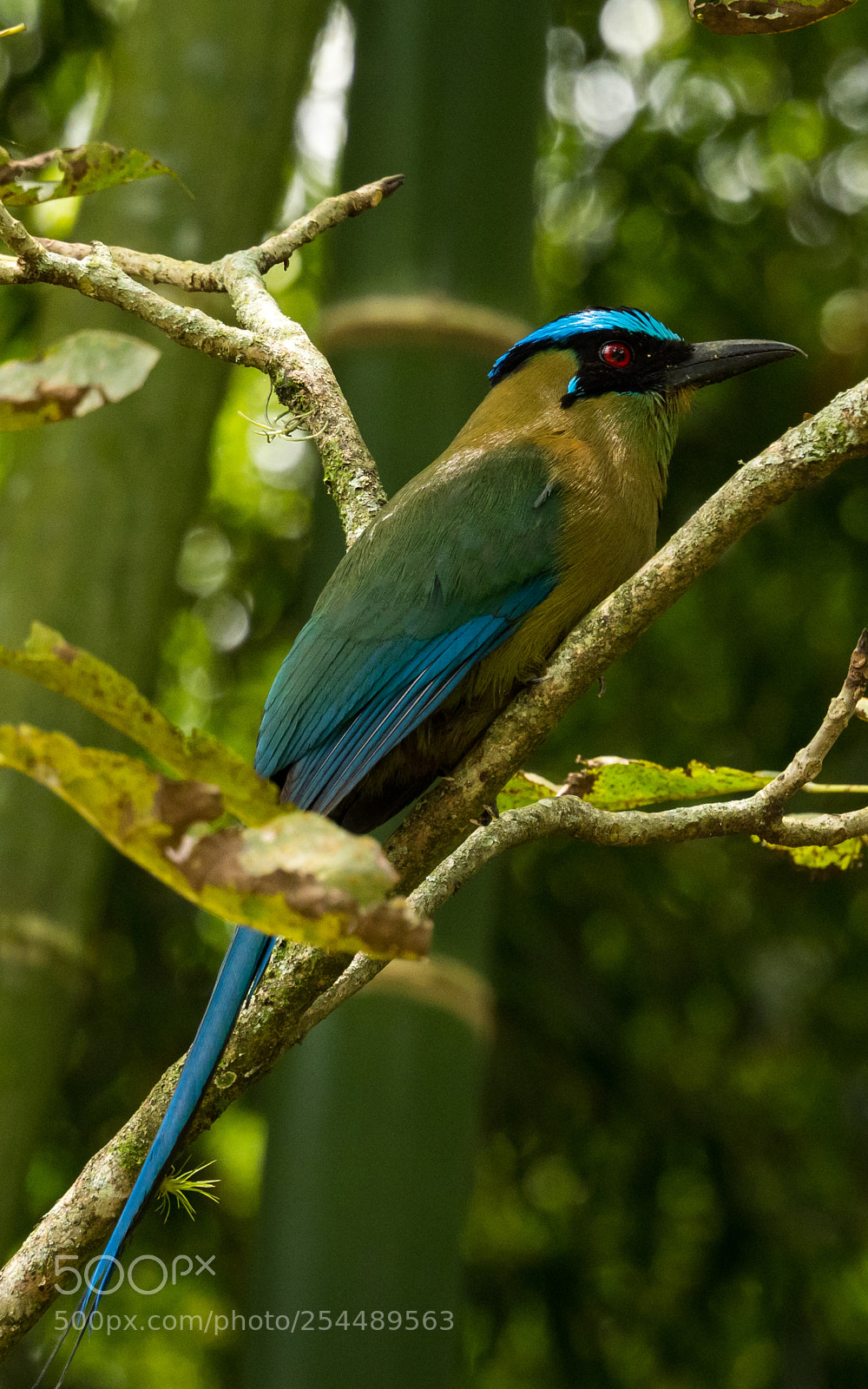 Olympus OM-D E-M1 Mark II sample photo. Birds of the amazon photography