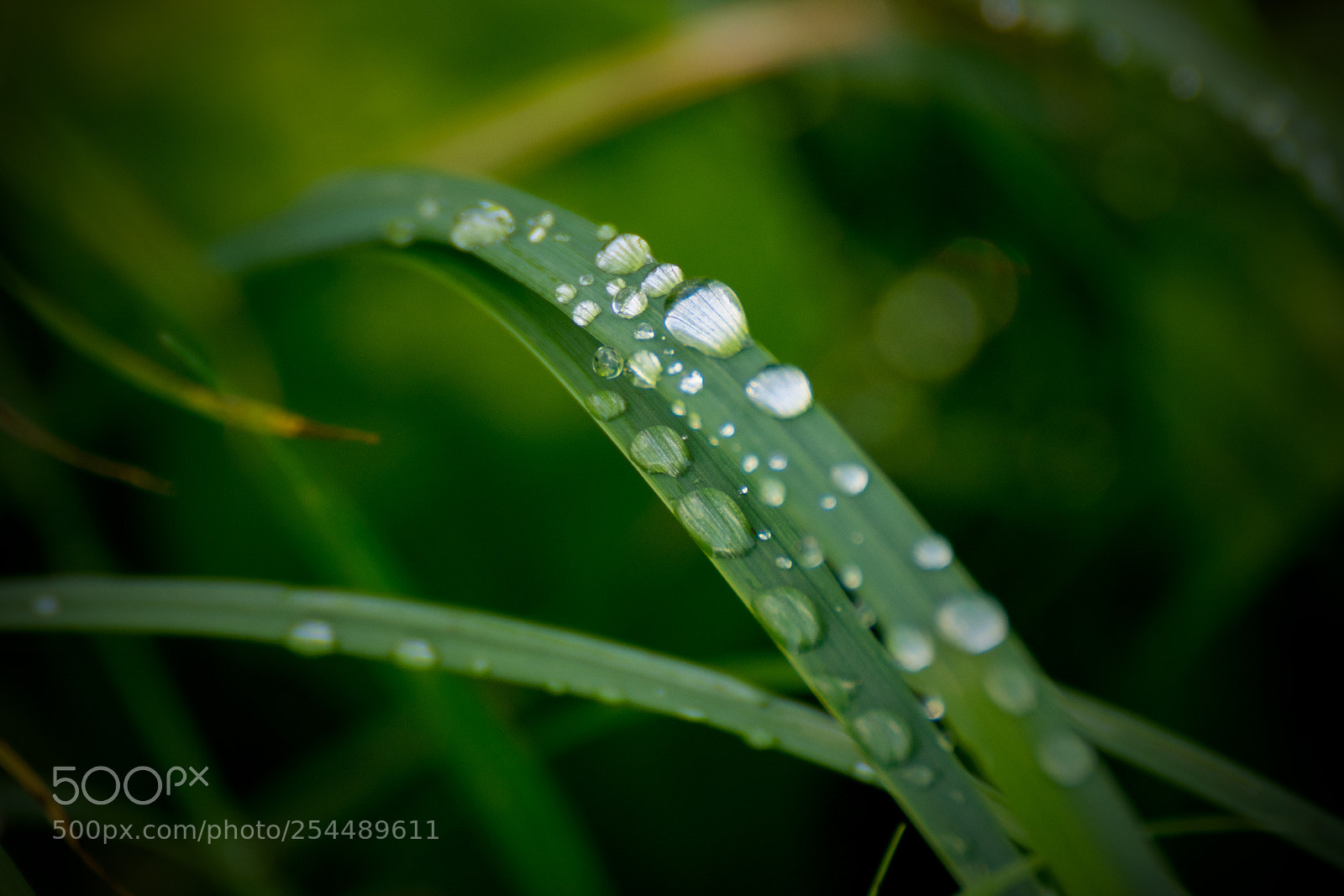 Nikon D3300 sample photo. Droplets on grass photography