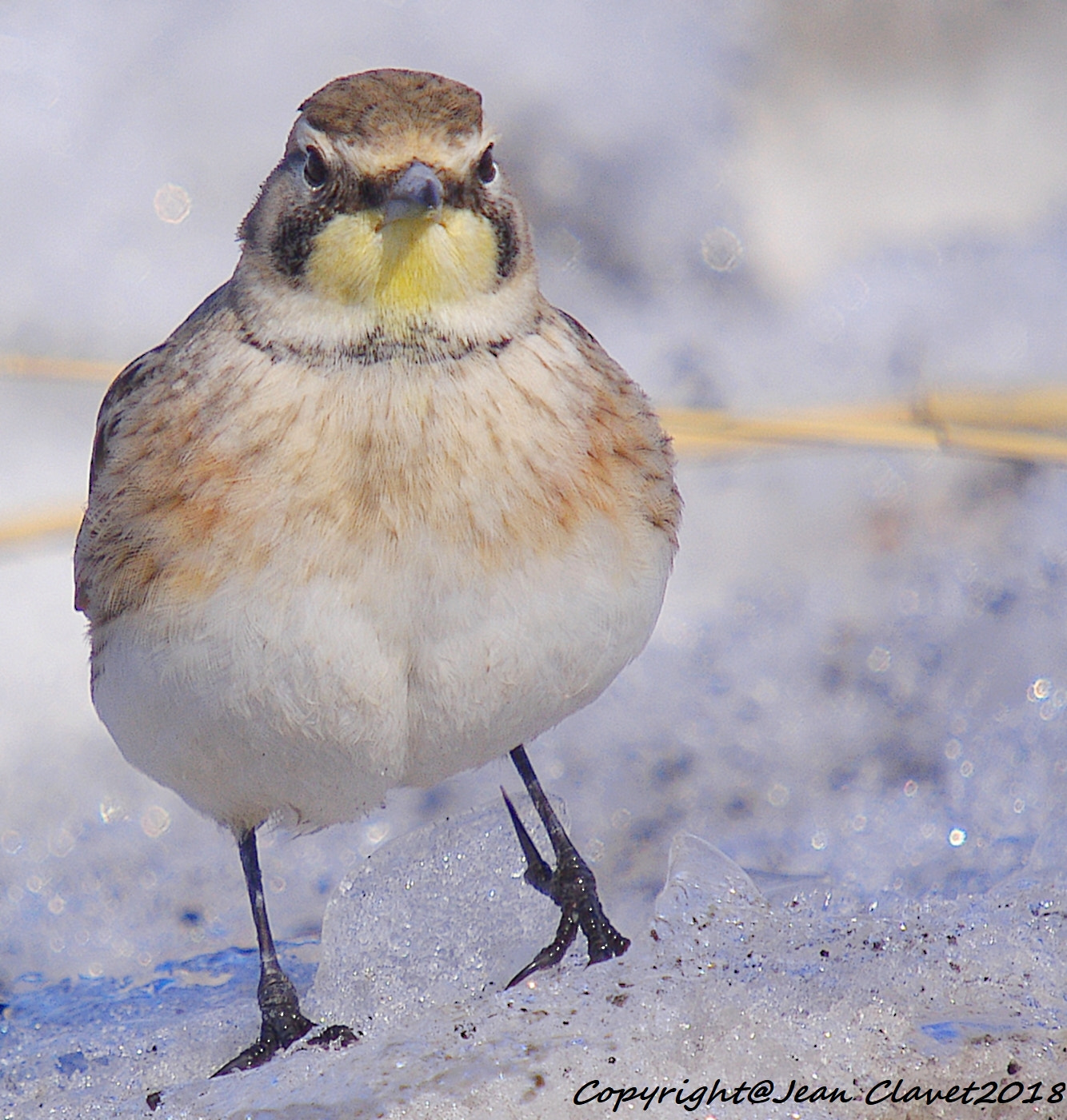 Pentax K-7 + Sigma sample photo. Alouette hausse-col/ horned lark photography