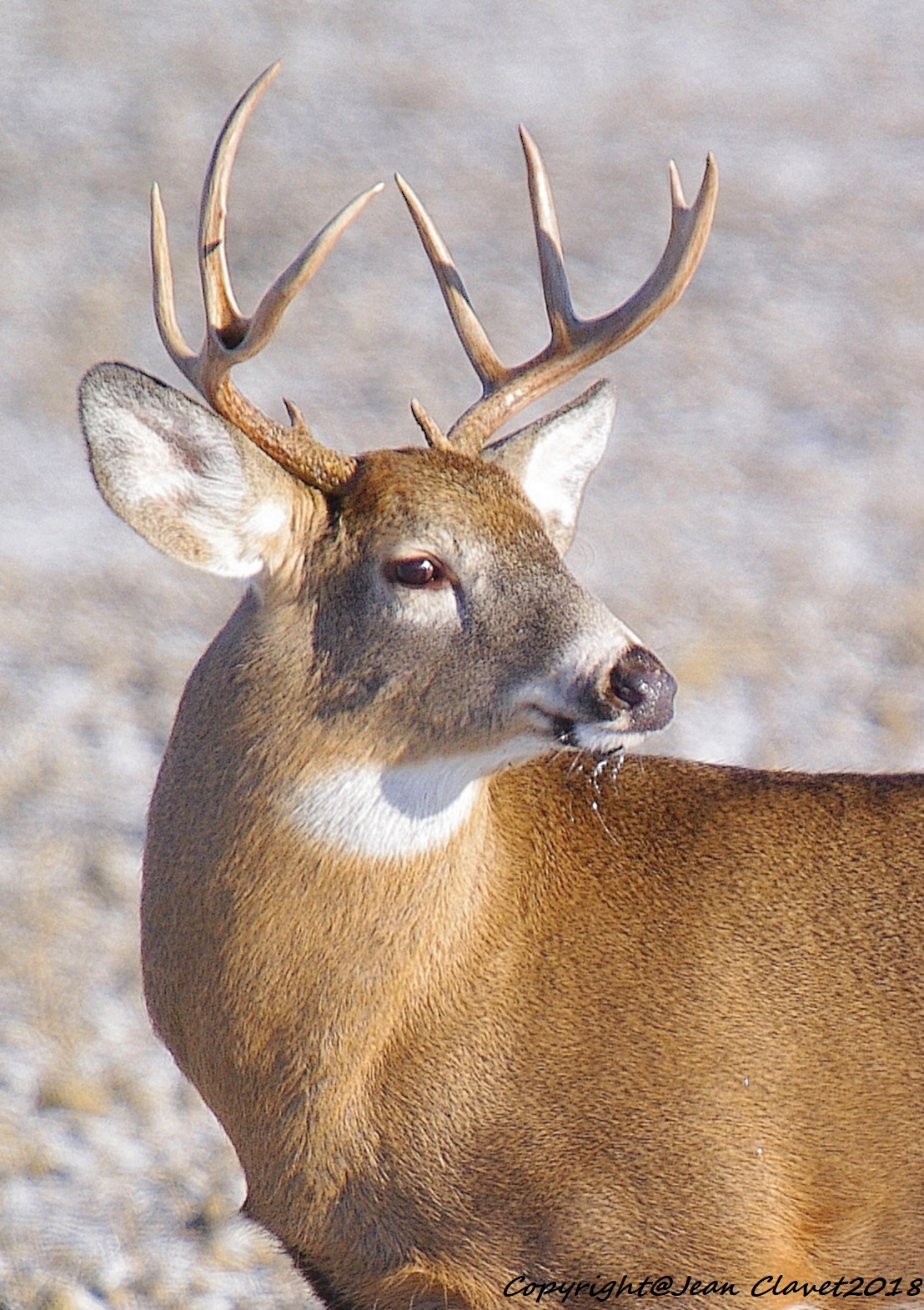Pentax K-7 sample photo. Cerf de virginie/  white-tailed deer photography