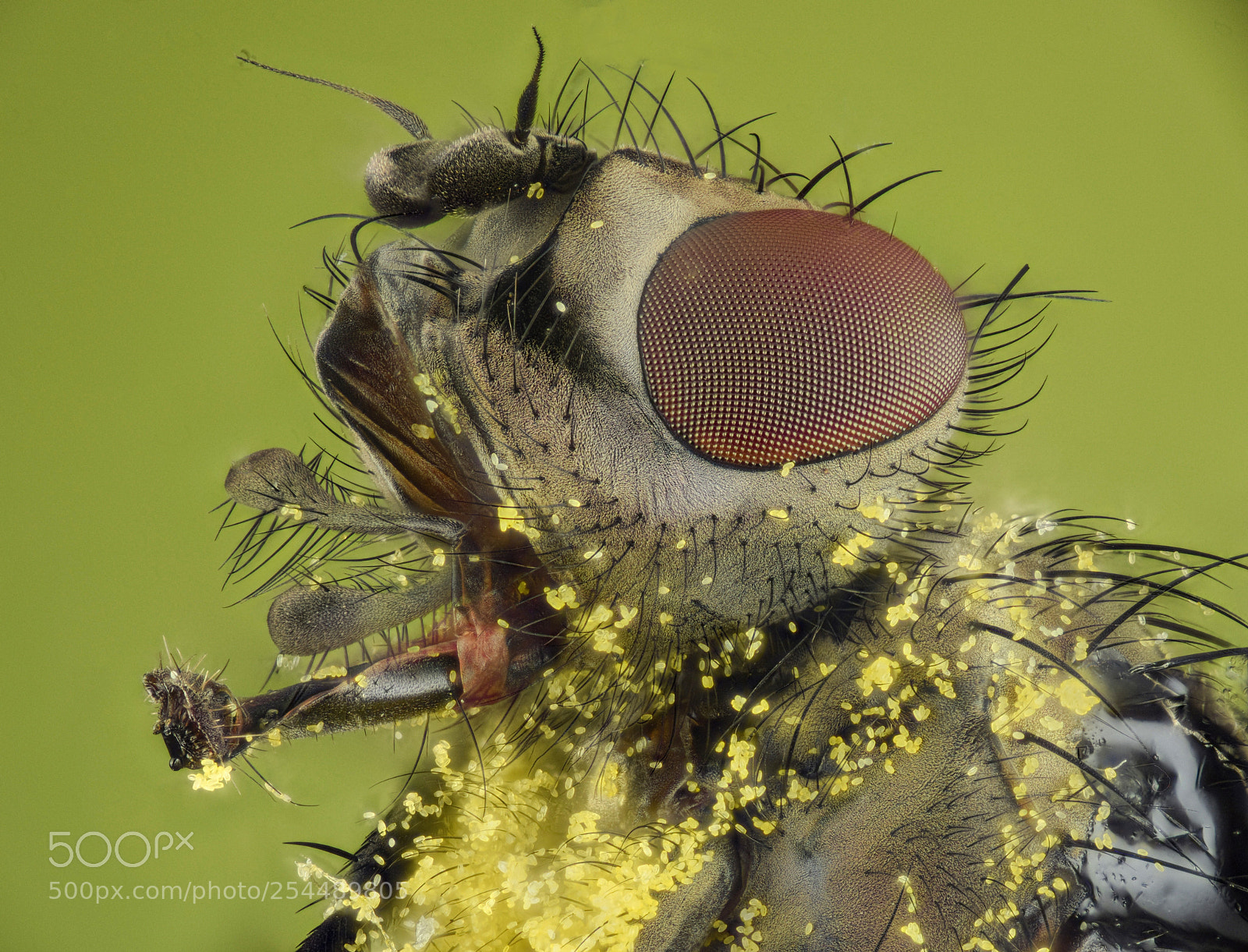 Nikon D810 sample photo. Fly covered in pollen-1 photography