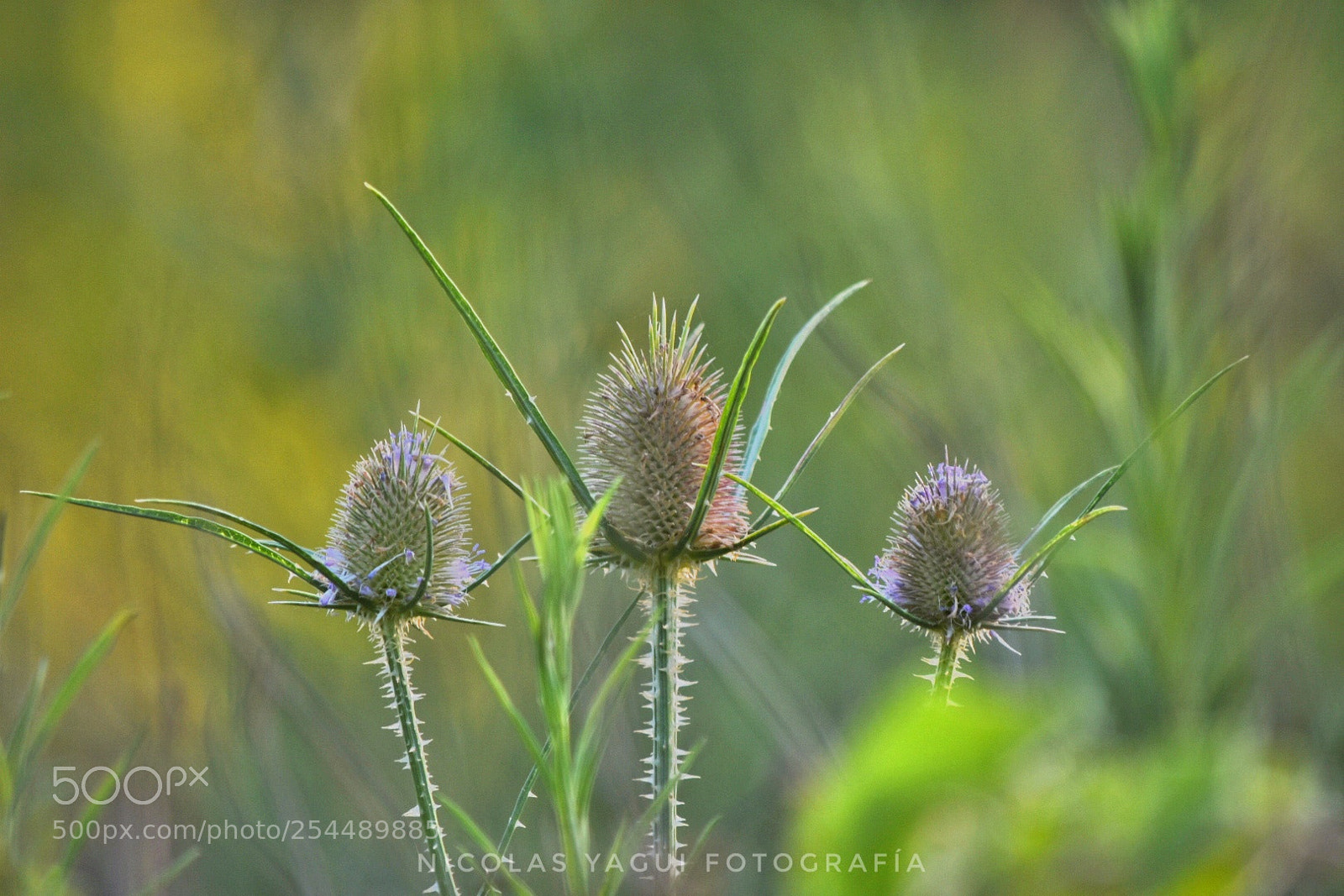 Nikon D7200 sample photo. Three photography