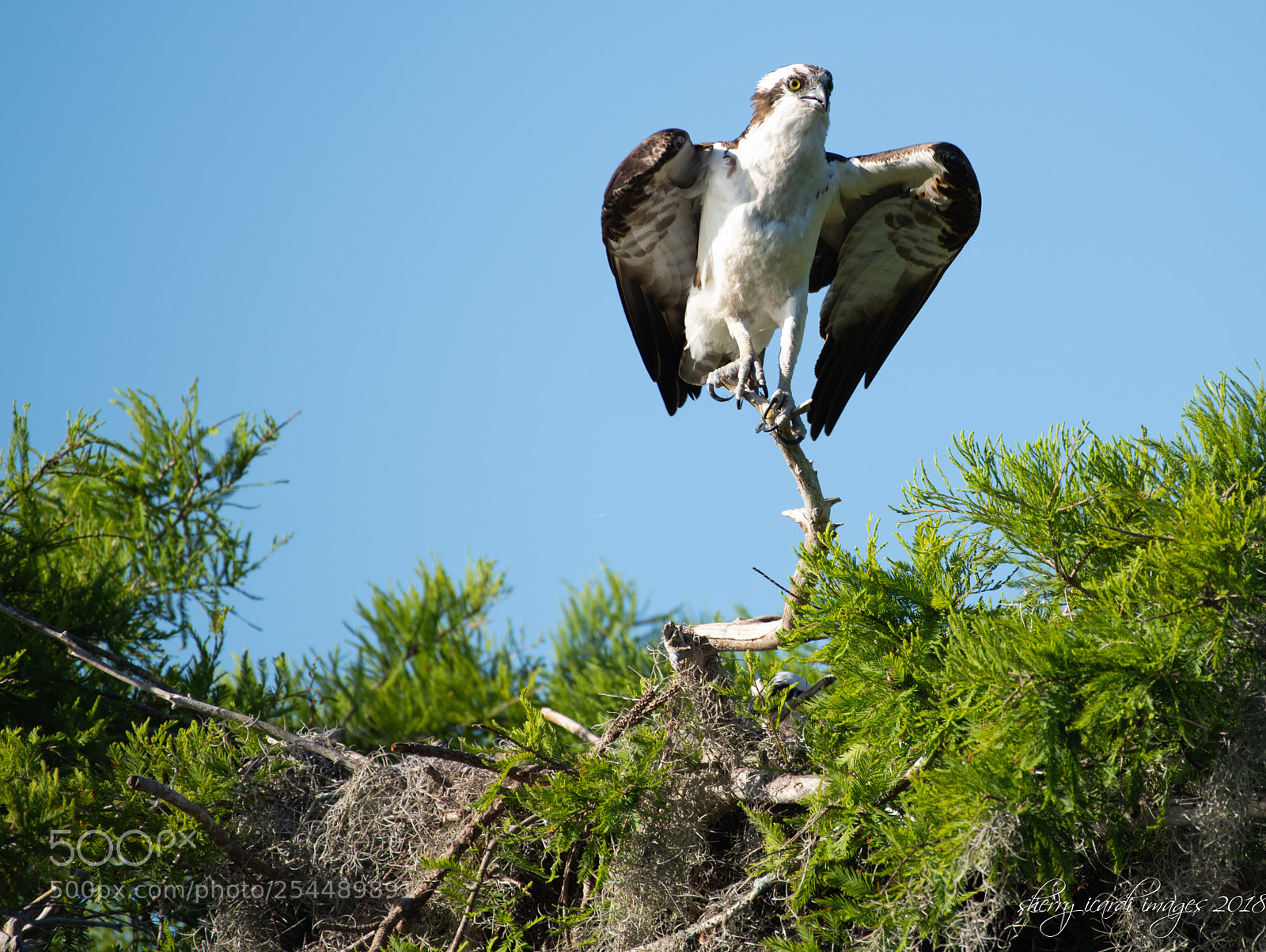 Nikon D850 sample photo. Osprey getting ready to photography
