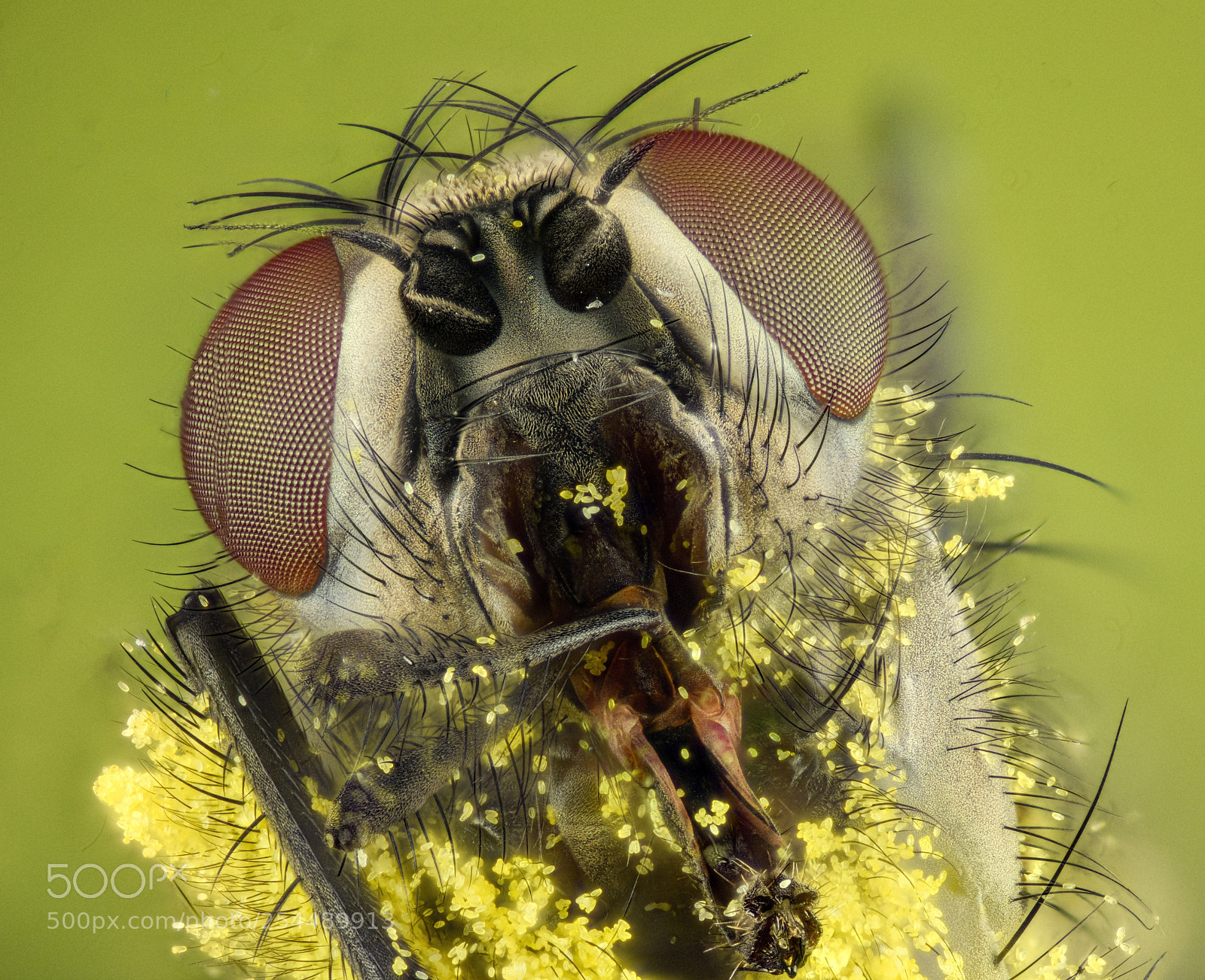 Nikon D810 sample photo. Fly covered in pollen-2 photography