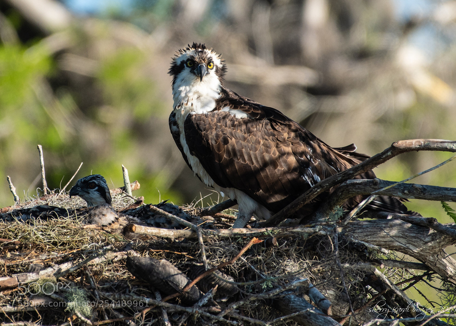 Nikon D850 sample photo. Osprey and chick photography