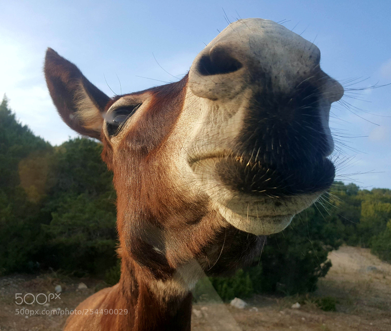 Samsung Galaxy Note5 sample photo. Donkey photography