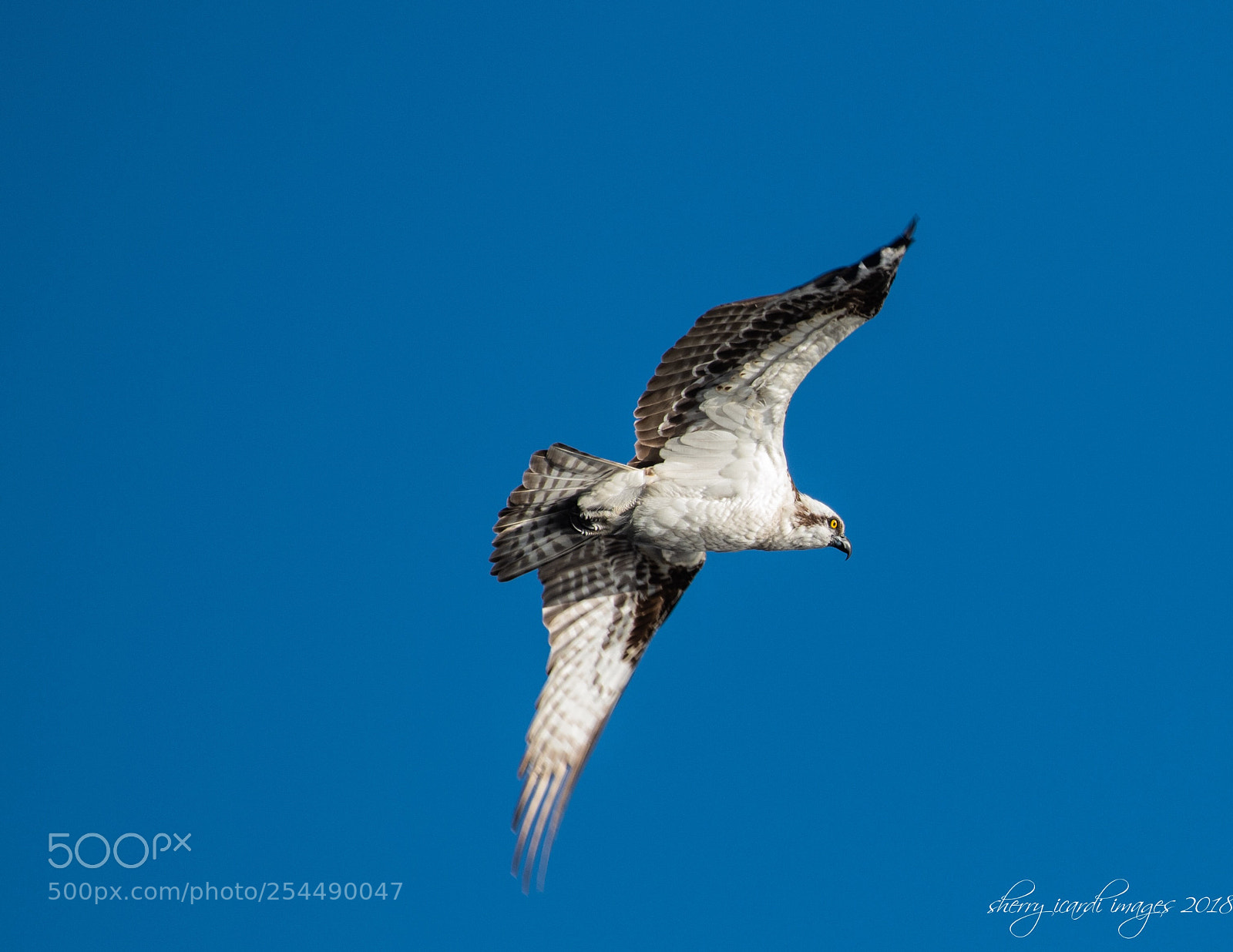 Nikon D850 sample photo. Osprey in flight photography