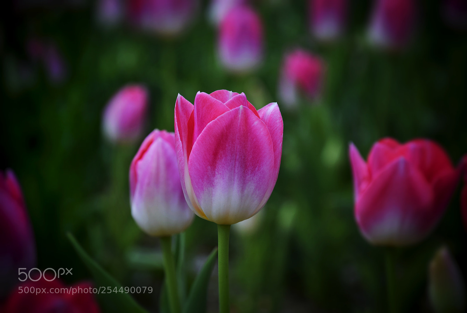 Nikon D3300 sample photo. Tulips photography