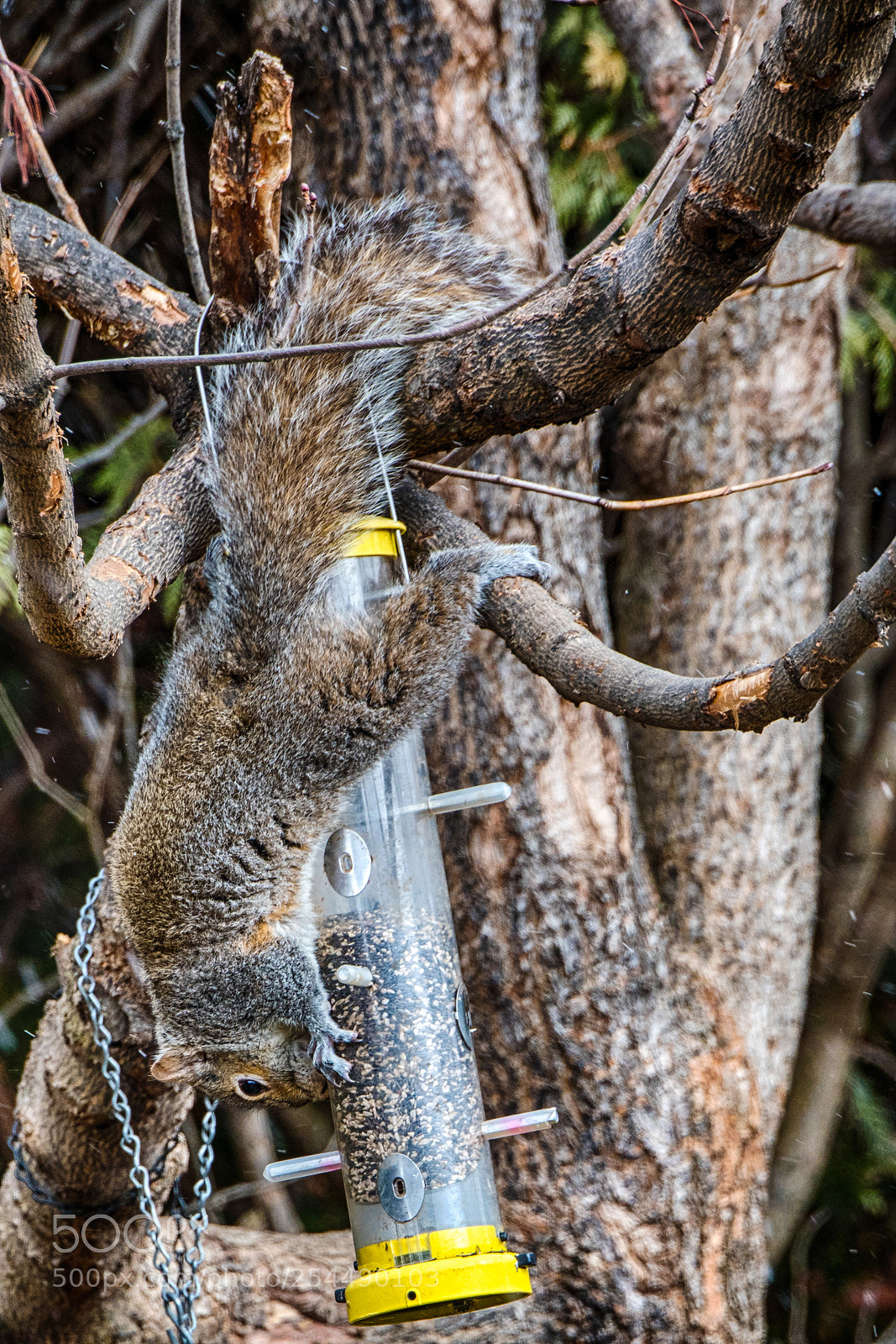 Nikon D500 sample photo. Squirrel at the bird photography