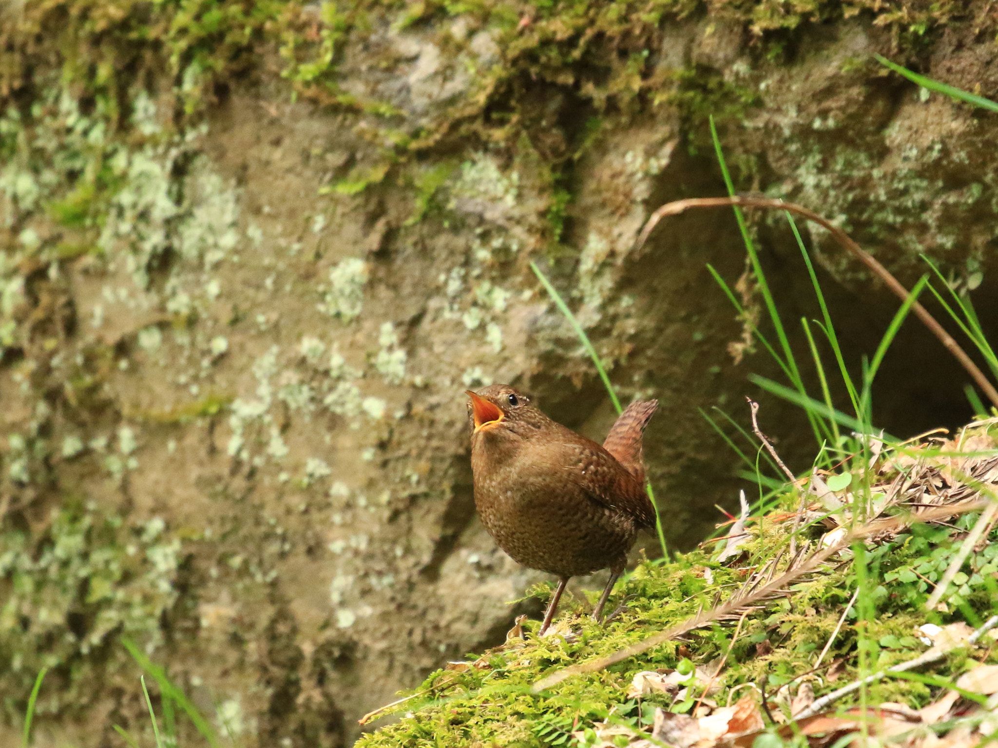 Canon EOS 7D Mark II sample photo. ミソサザイ 歌う  eurasian wren photography