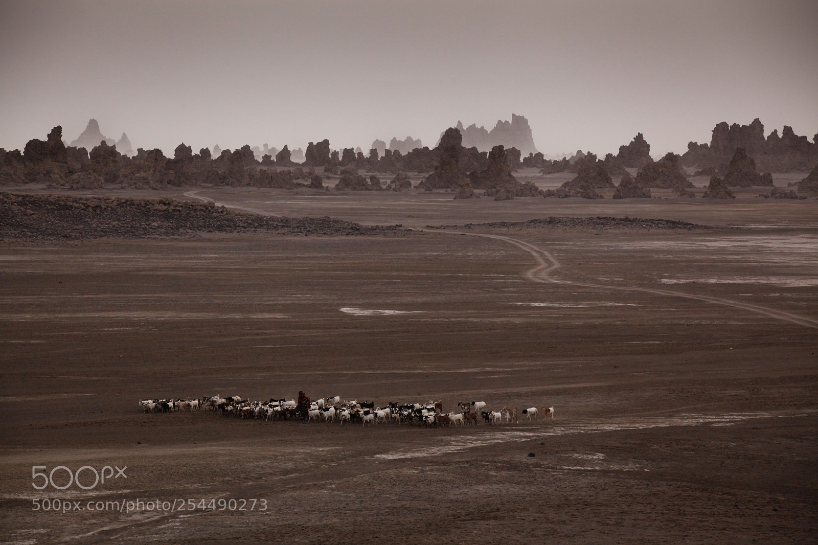 Canon EOS 5D Mark II sample photo. Sheep herding at lake photography