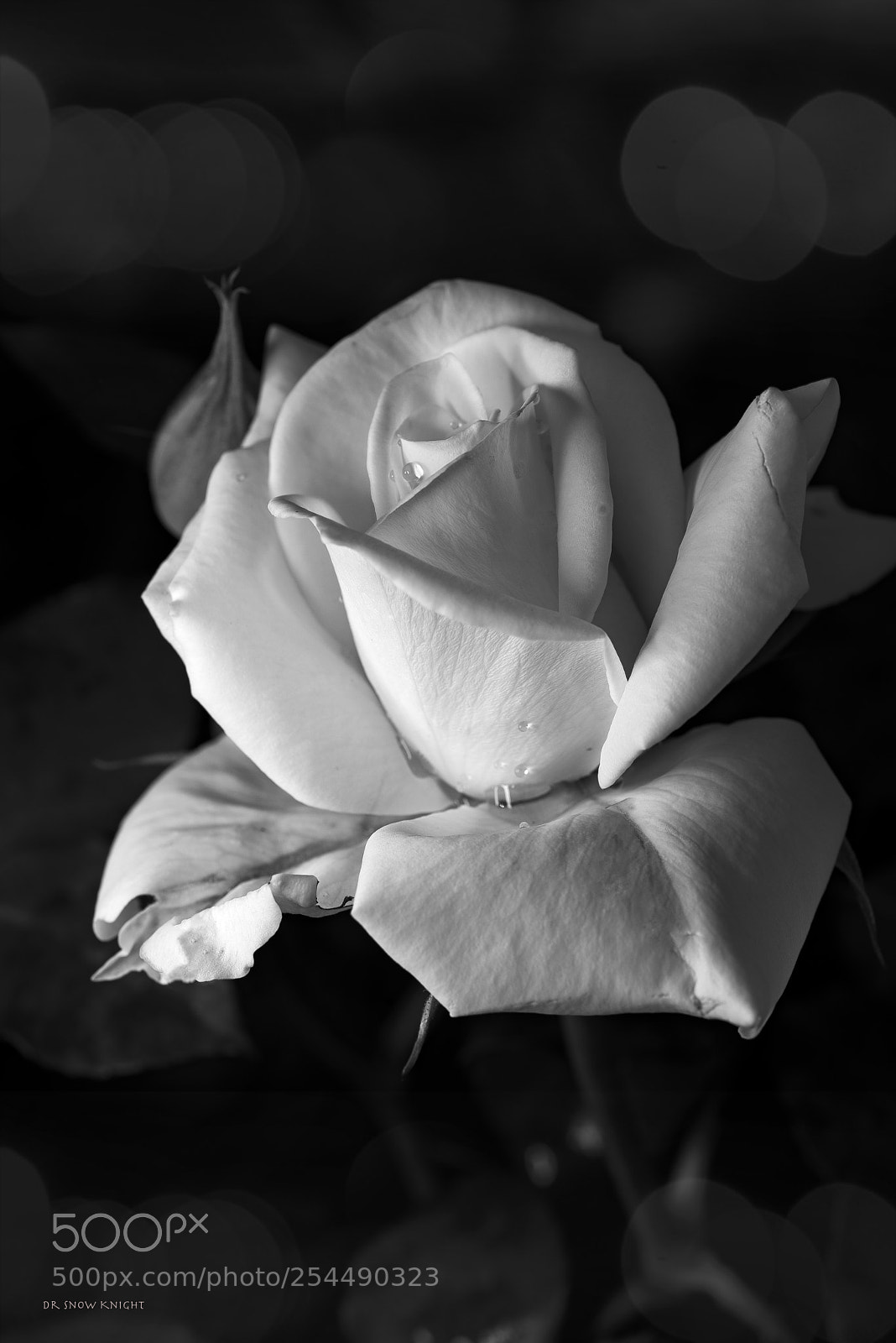 Nikon D810 sample photo. 19.jpg photography