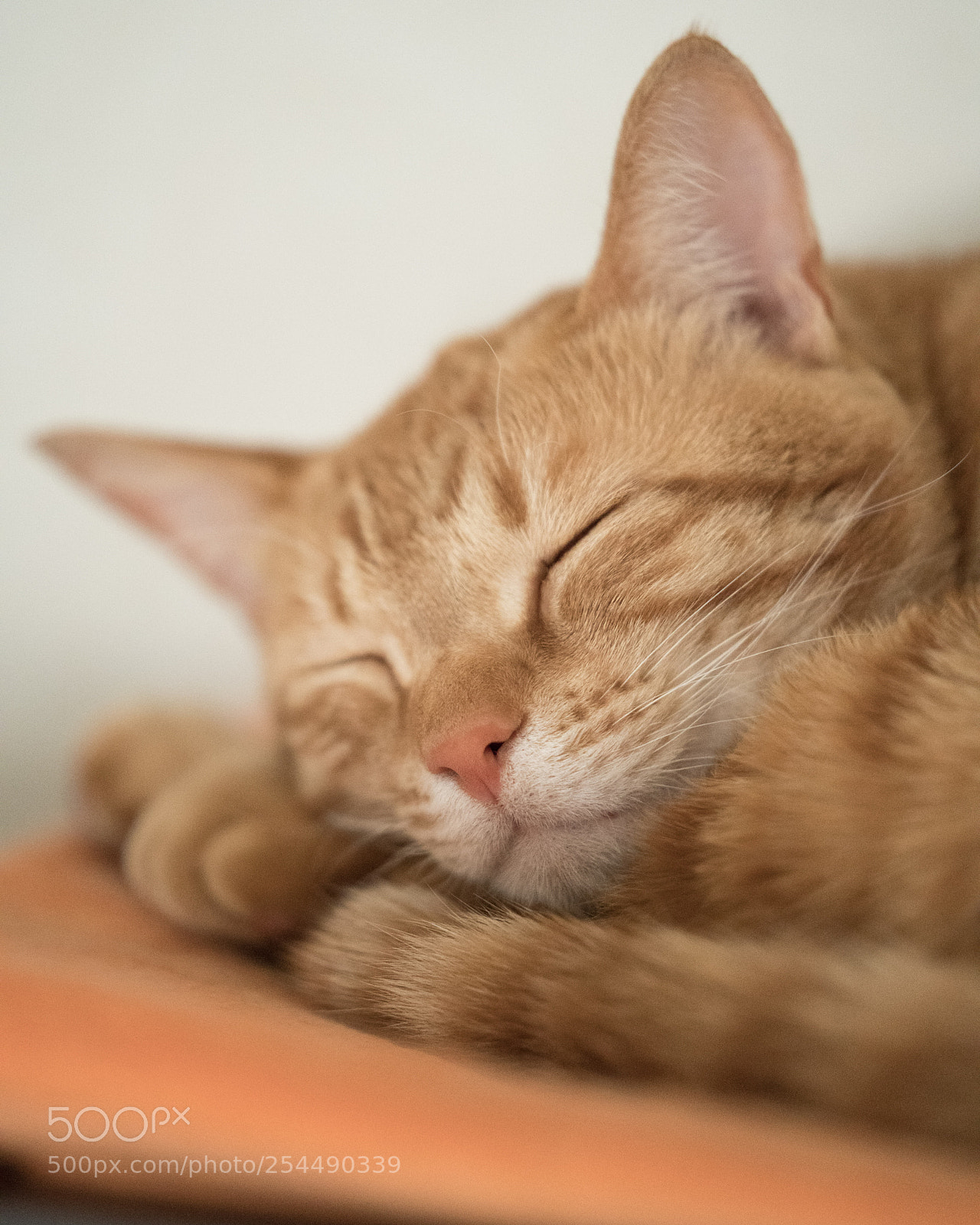 Sony a7R III sample photo. Teto dreams happy kitty photography