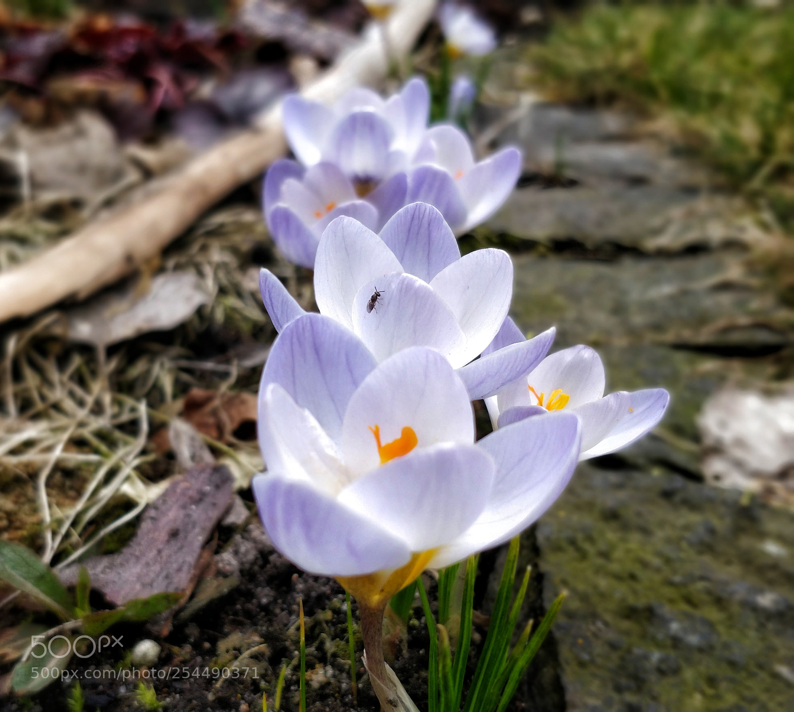 OnePlus 5 sample photo. Row of crocuses photography
