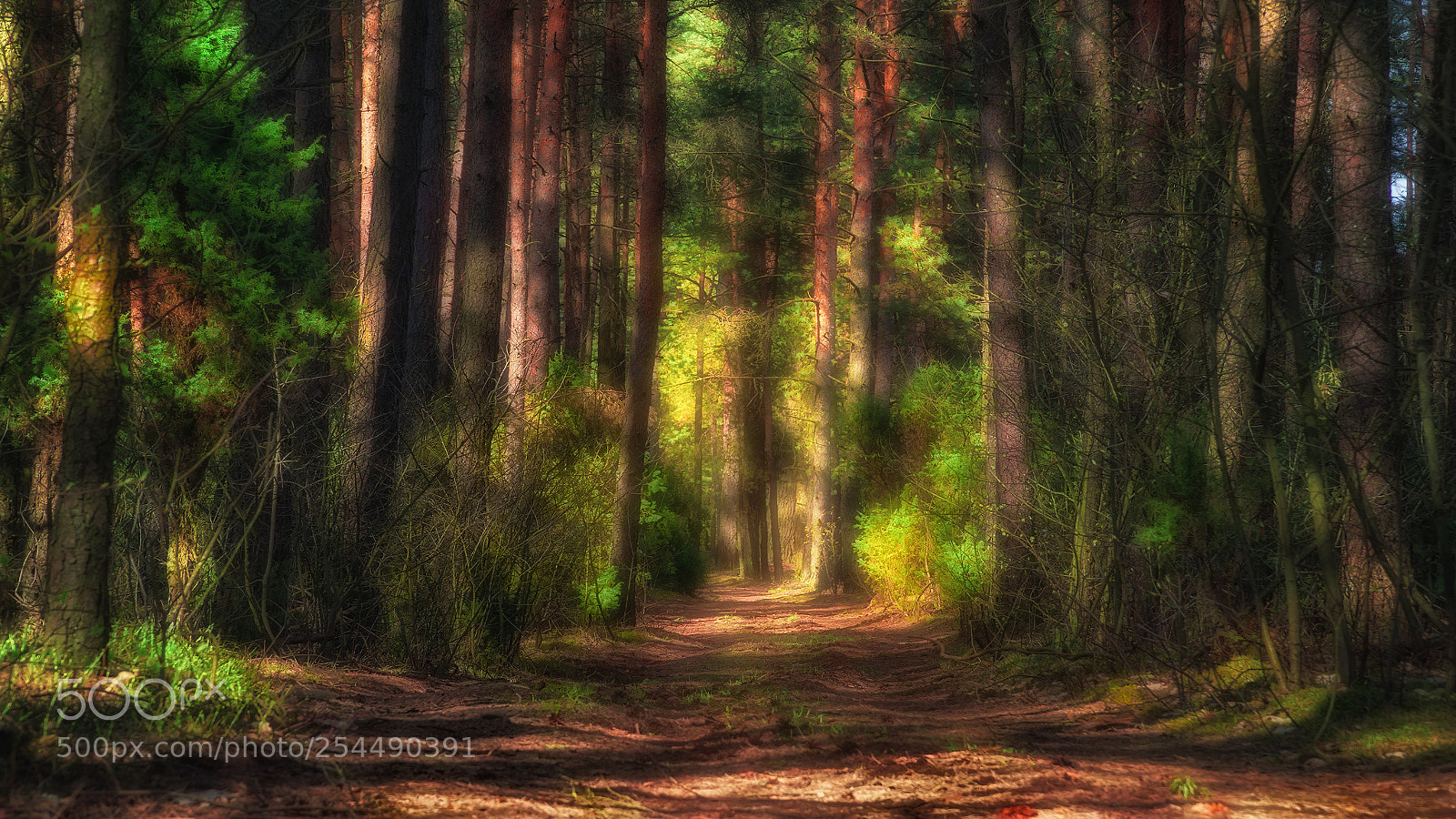 Sony a6000 sample photo. Sunlight in the forest photography