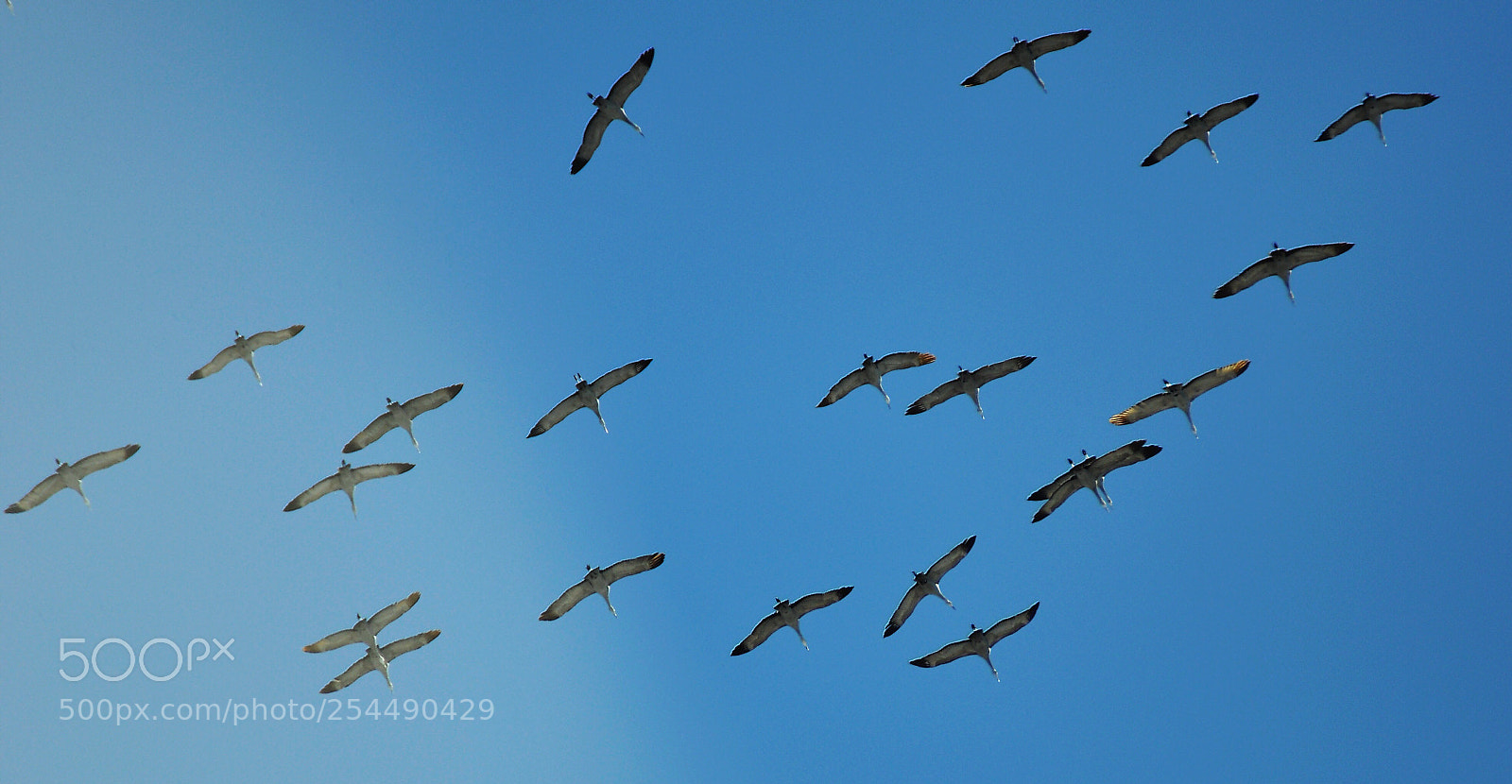 Nikon D90 sample photo. Cranes  photography
