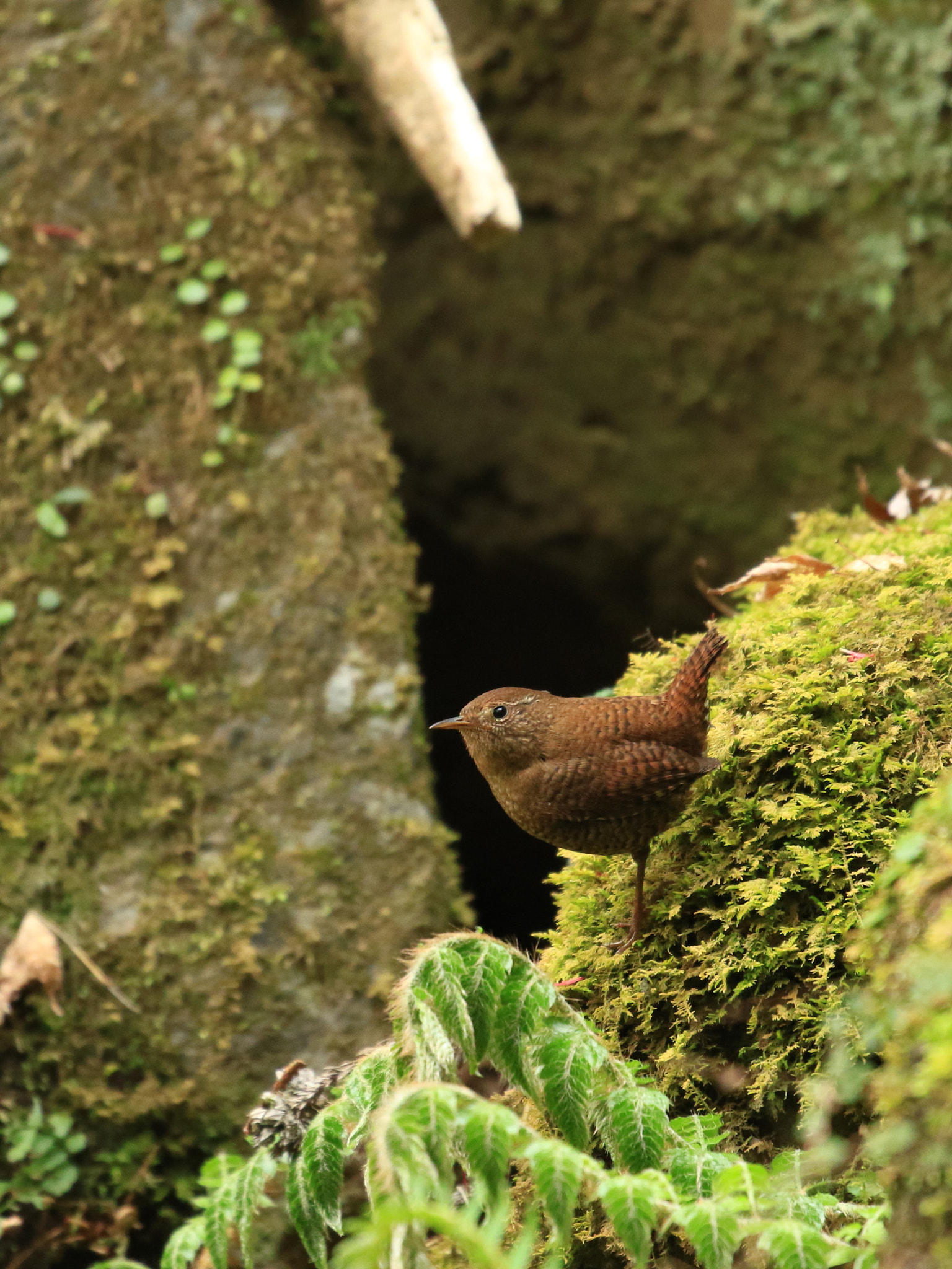 Canon EOS 7D Mark II sample photo. ミソサザイ 休憩  eurasian wren photography