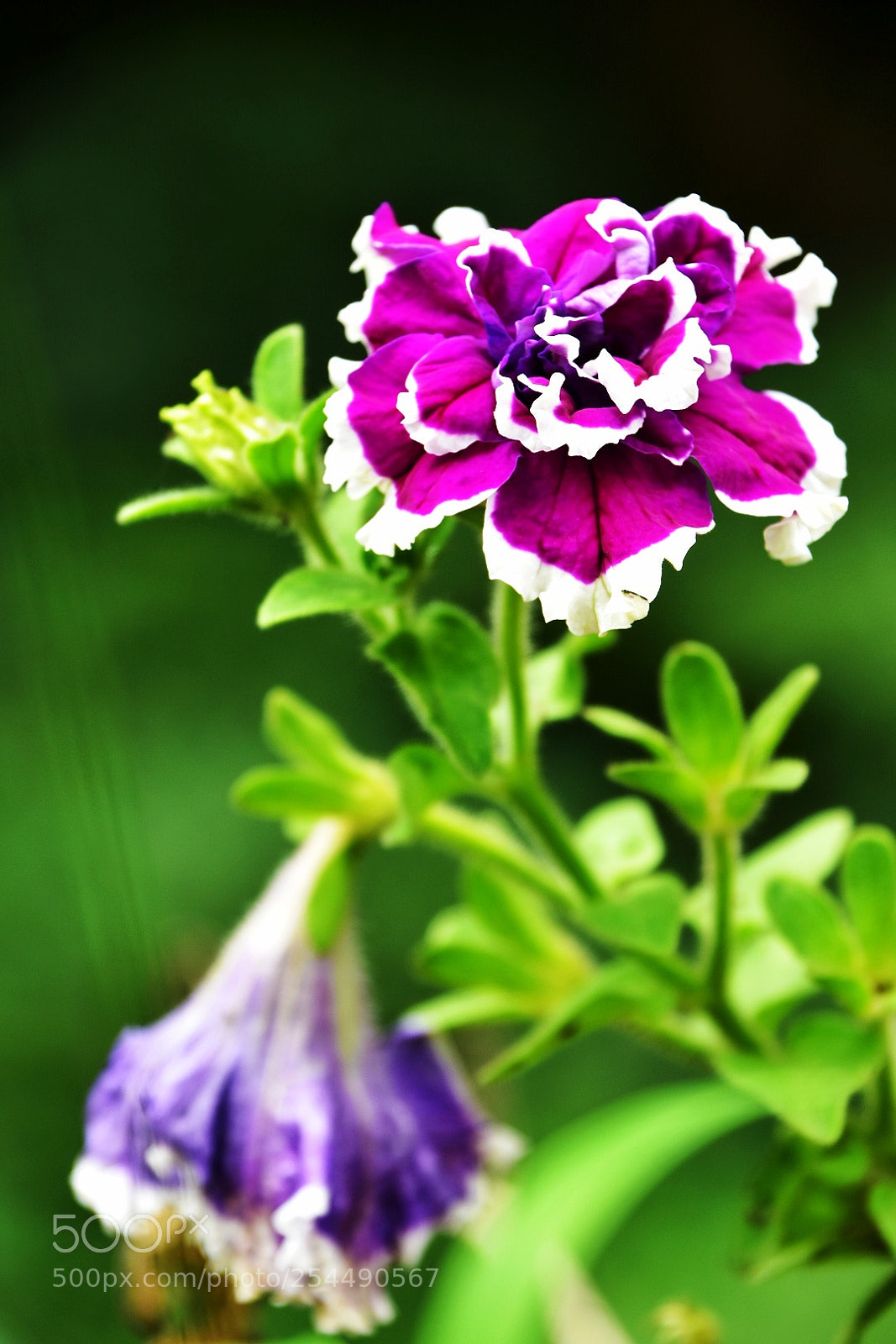 Nikon D7200 sample photo. Up and down photography