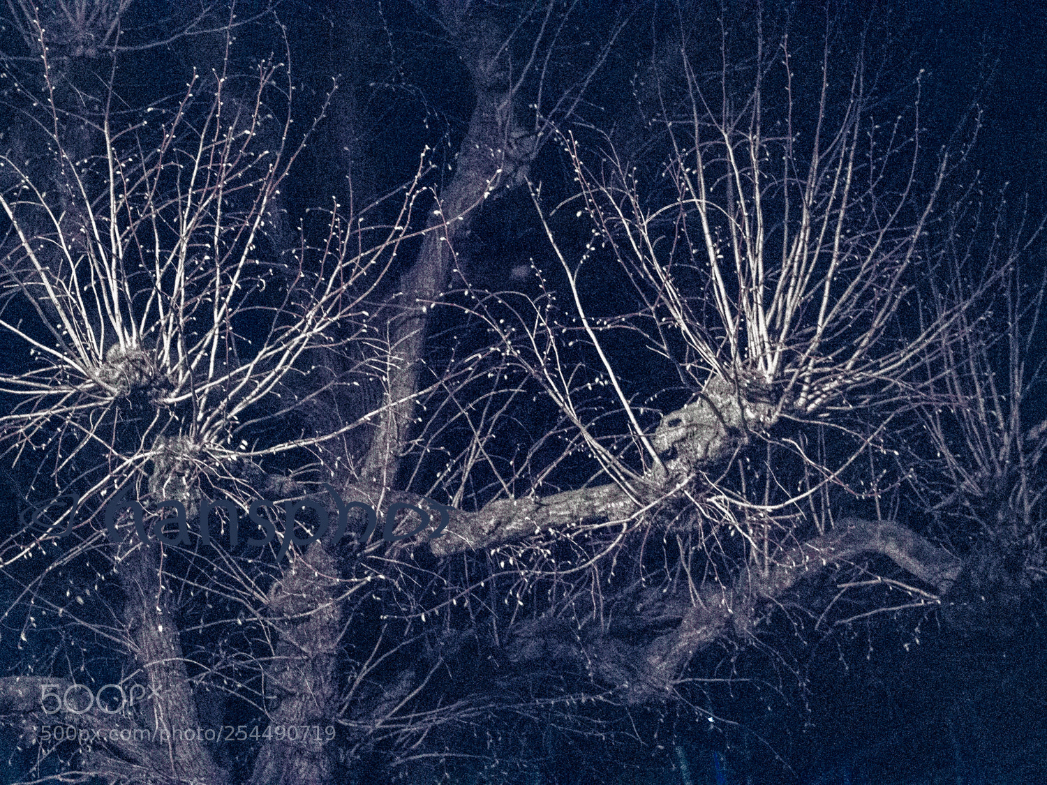 Olympus OM-D E-M10 sample photo. Nights growing © hansphot photography