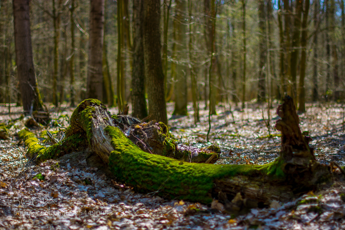 Nikon D7100 sample photo. Kabaty woods photography