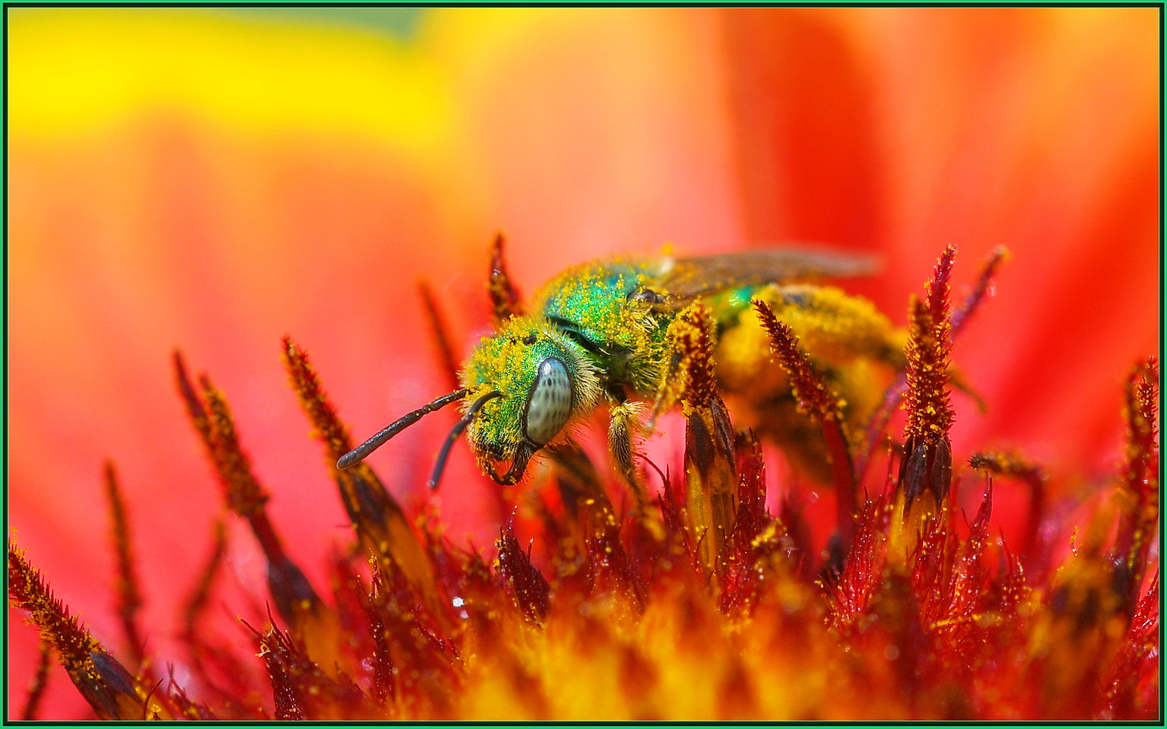 Nikon D850 + Sigma 105mm F2.8 EX DG OS HSM sample photo. Shiny happy green bee photography