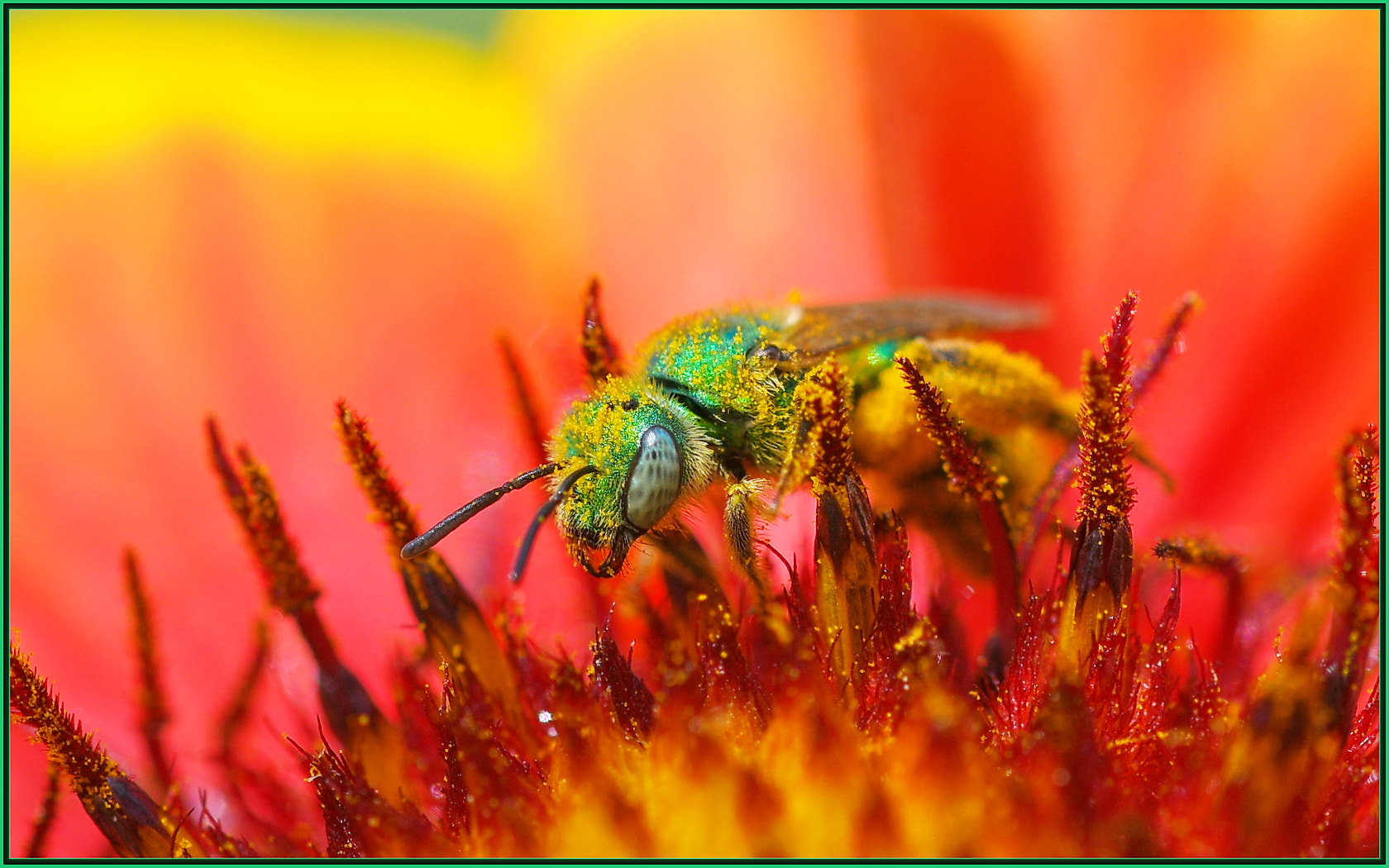 Sigma 105mm F2.8 EX DG OS HSM sample photo. Shiny happy green bee photography