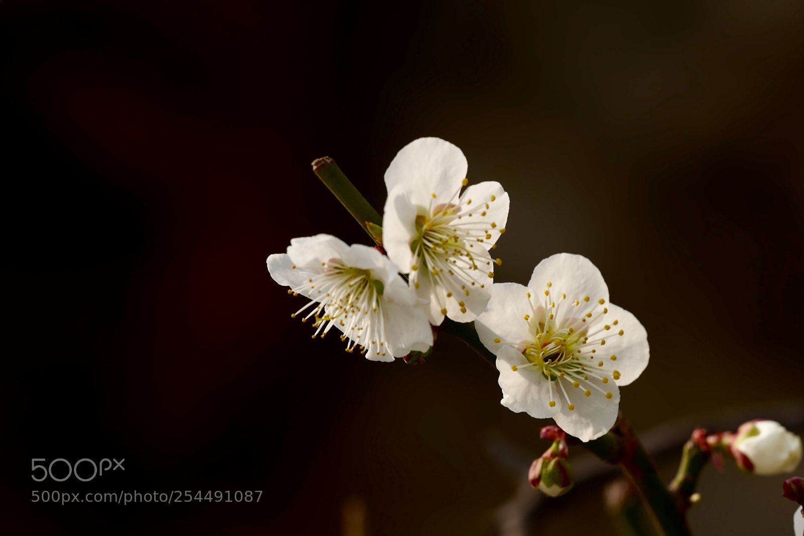 Leica SL (Typ 601) sample photo. Untitled photography