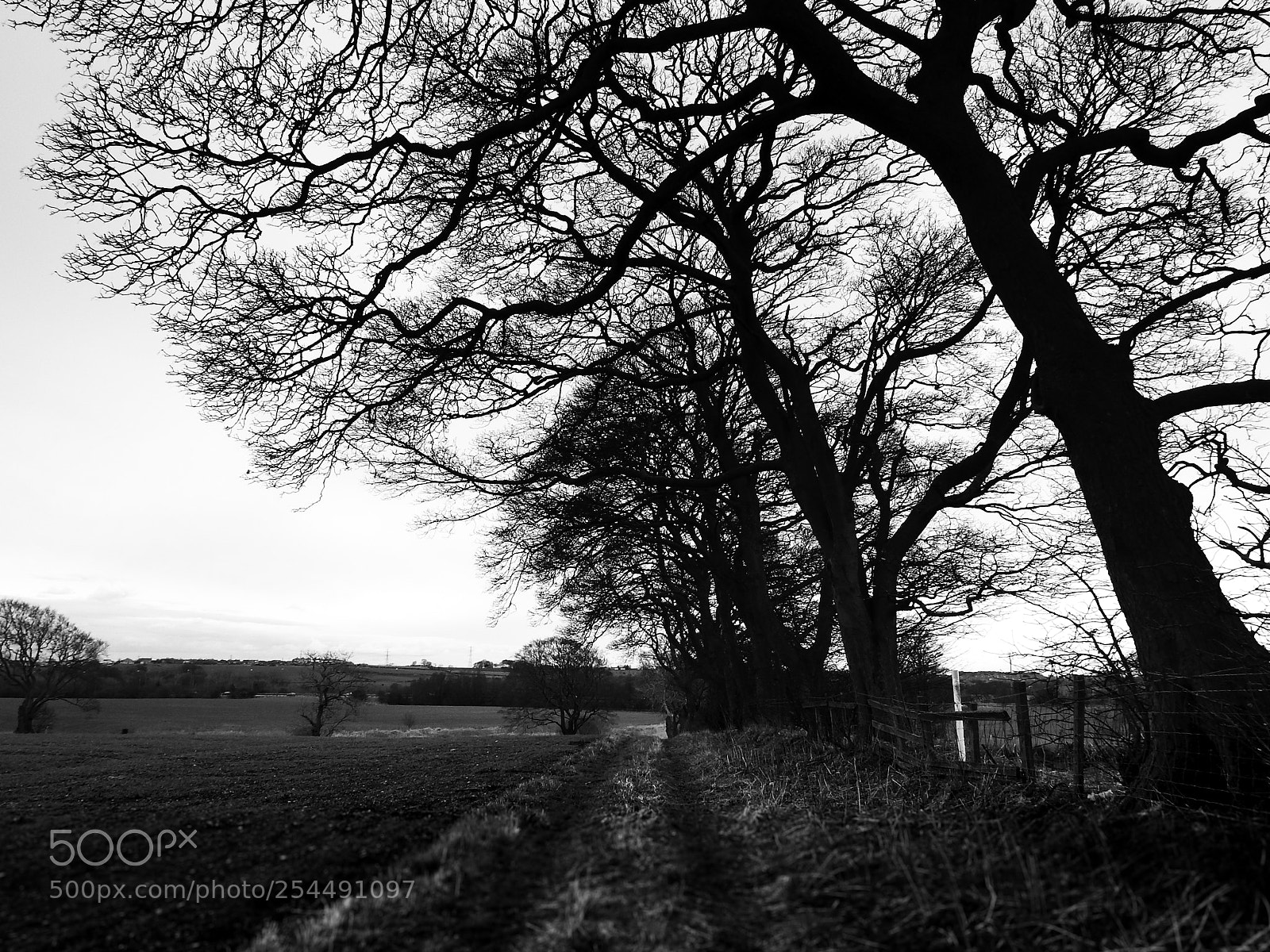 Nikon Coolpix P900 sample photo. Bare trees photography