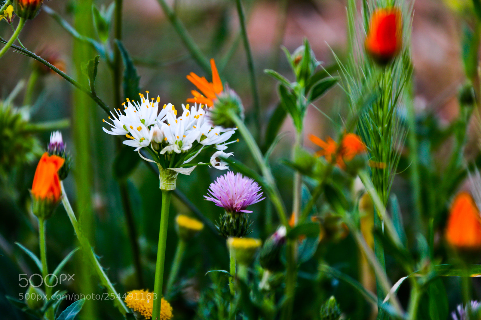 Canon EOS 760D (EOS Rebel T6s / EOS 8000D) sample photo. The spring photography