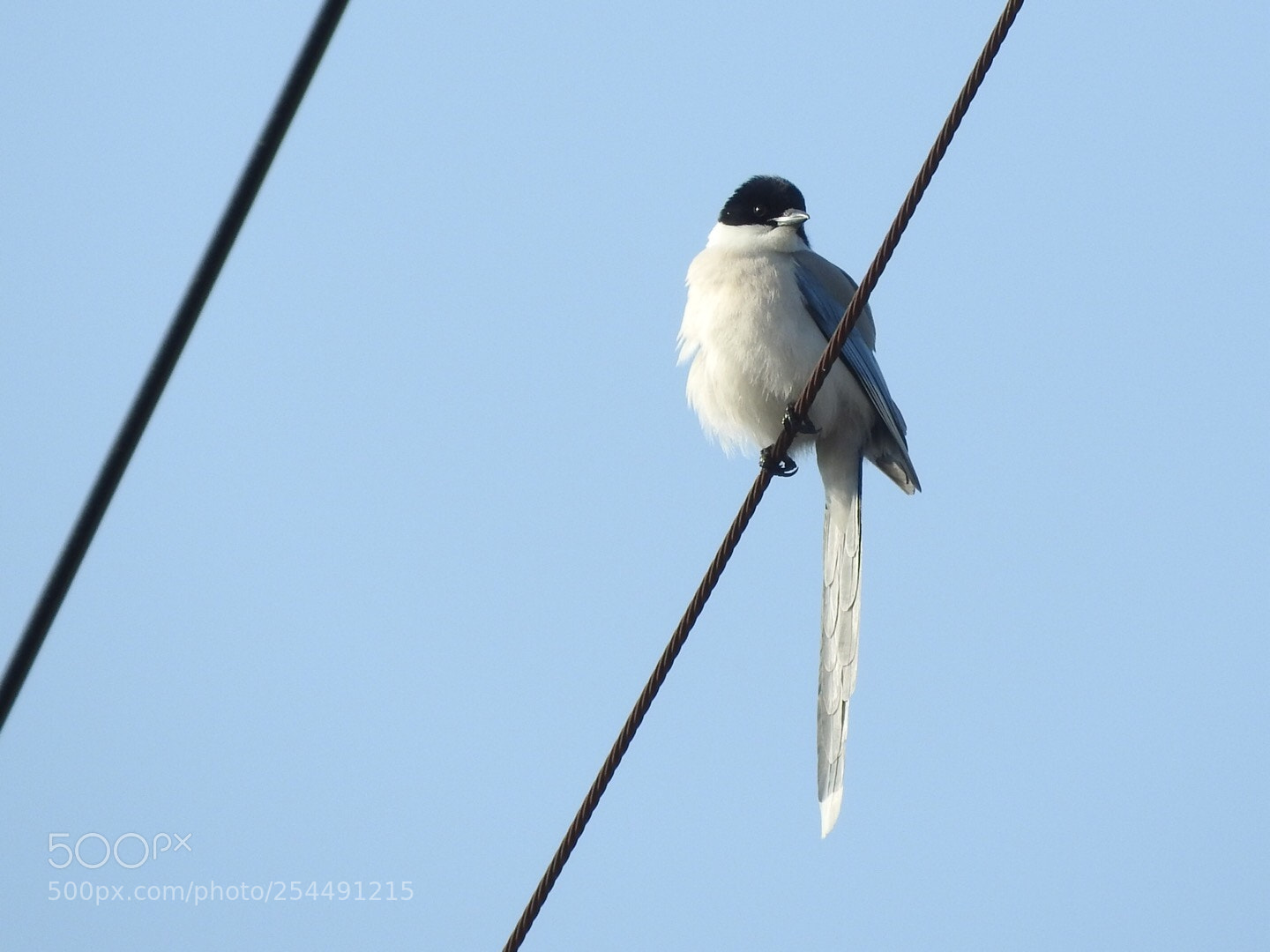 Nikon Coolpix P610 sample photo. Long tail bird photography