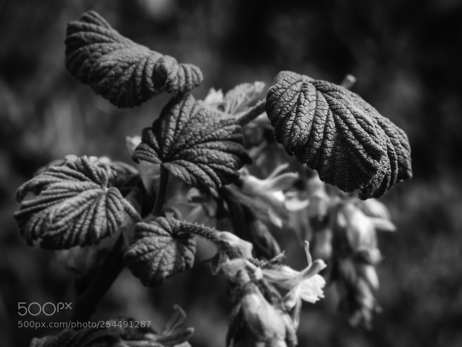 Nikon Coolpix P900 sample photo. Blossom leaves photography