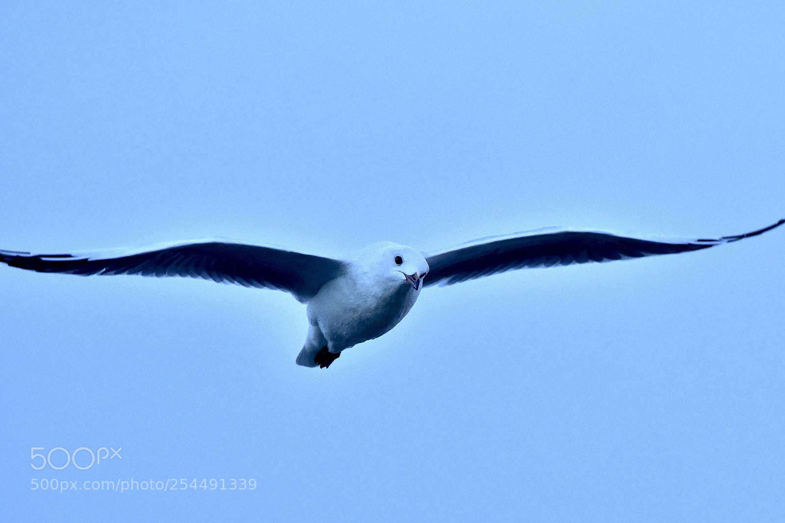 Nikon D810 sample photo. Gull photography