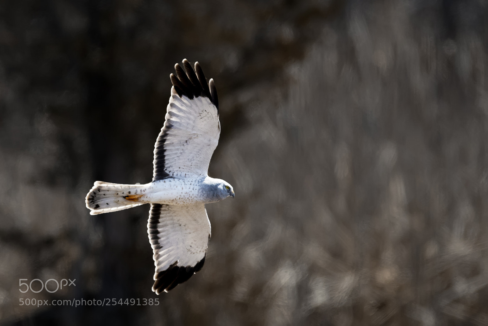 Nikon D850 sample photo. Harrier male photography