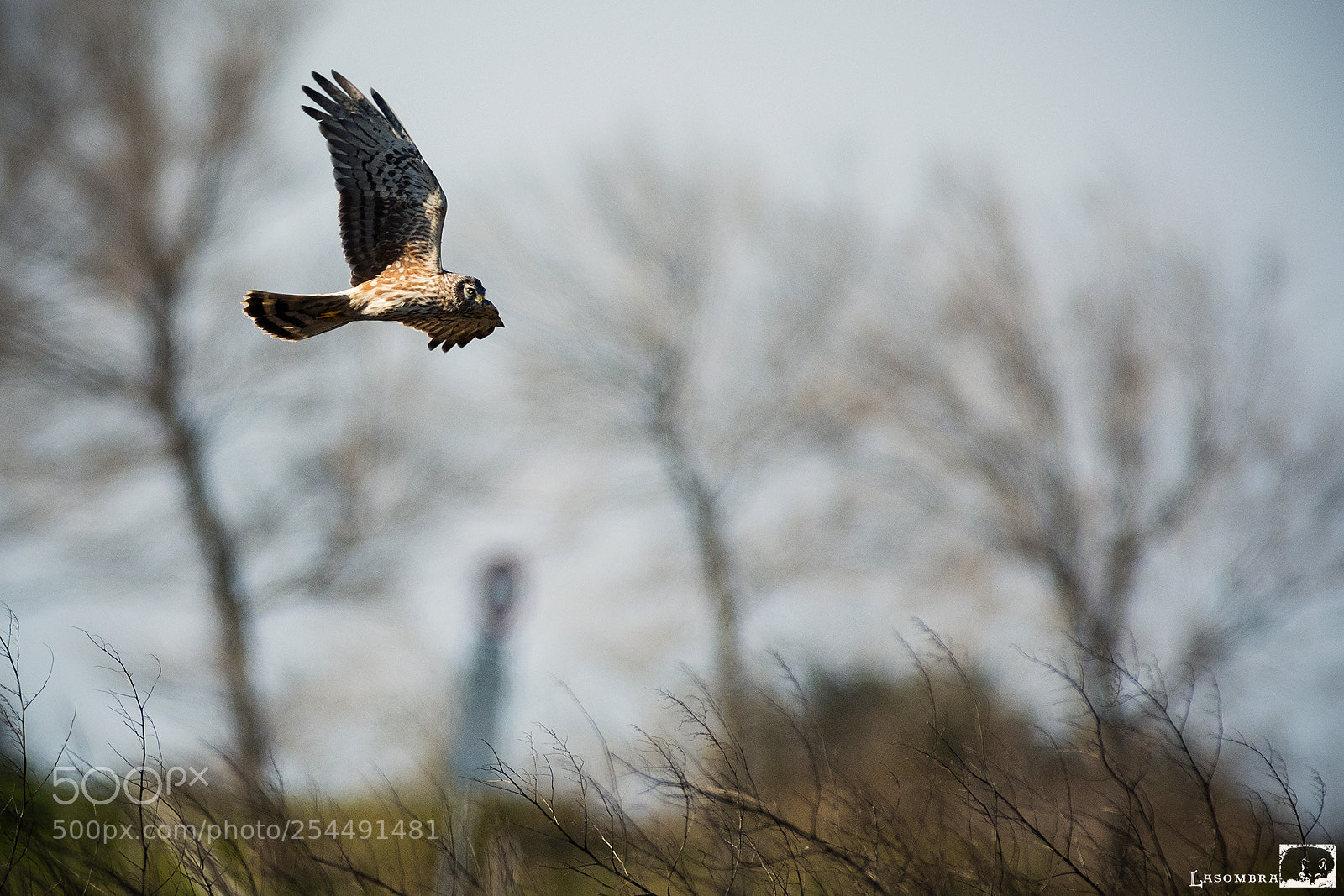 Nikon D810 sample photo. Harrier photography