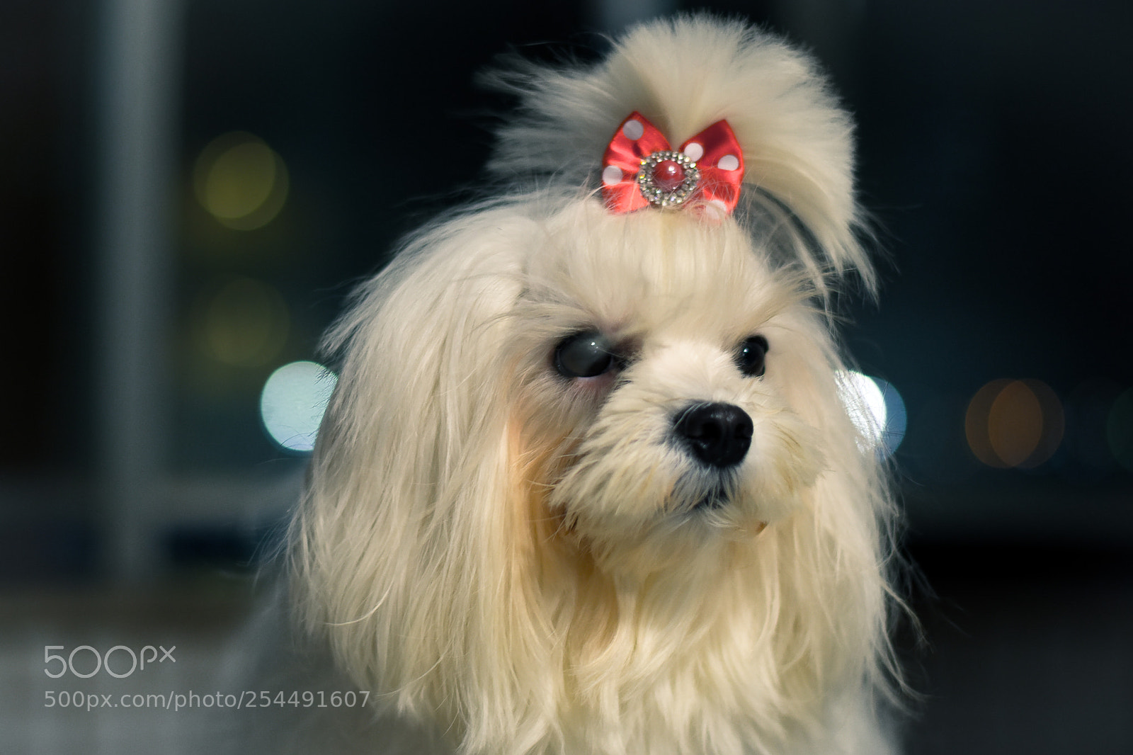 Nikon D5600 sample photo. Cute white dog drama photography