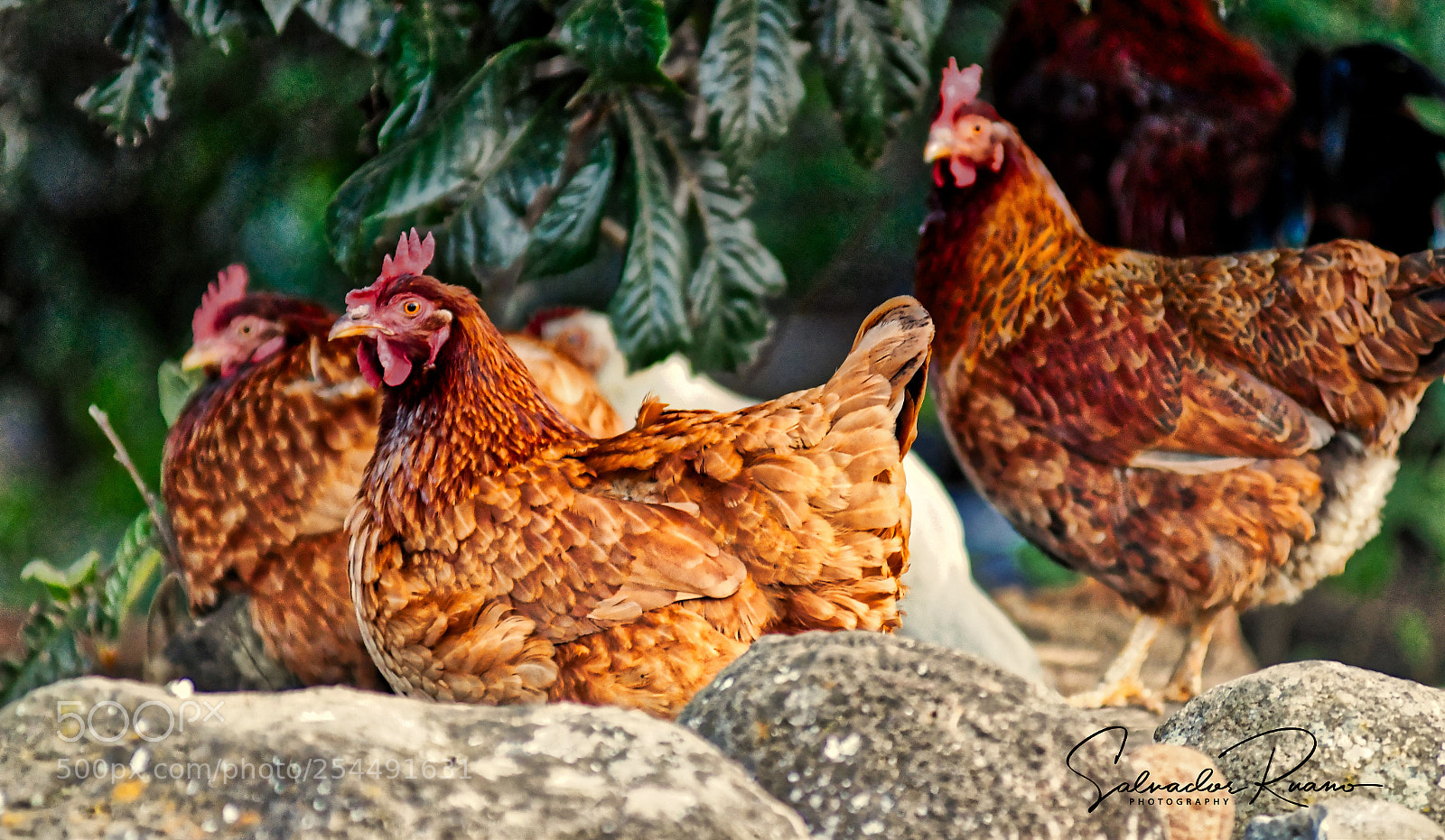 Nikon D7500 sample photo. Red hens photography