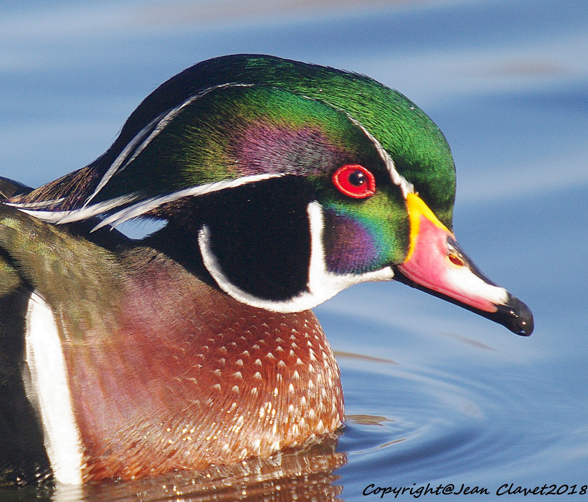 Pentax K-7 sample photo. Canard branchu/ wood duck photography