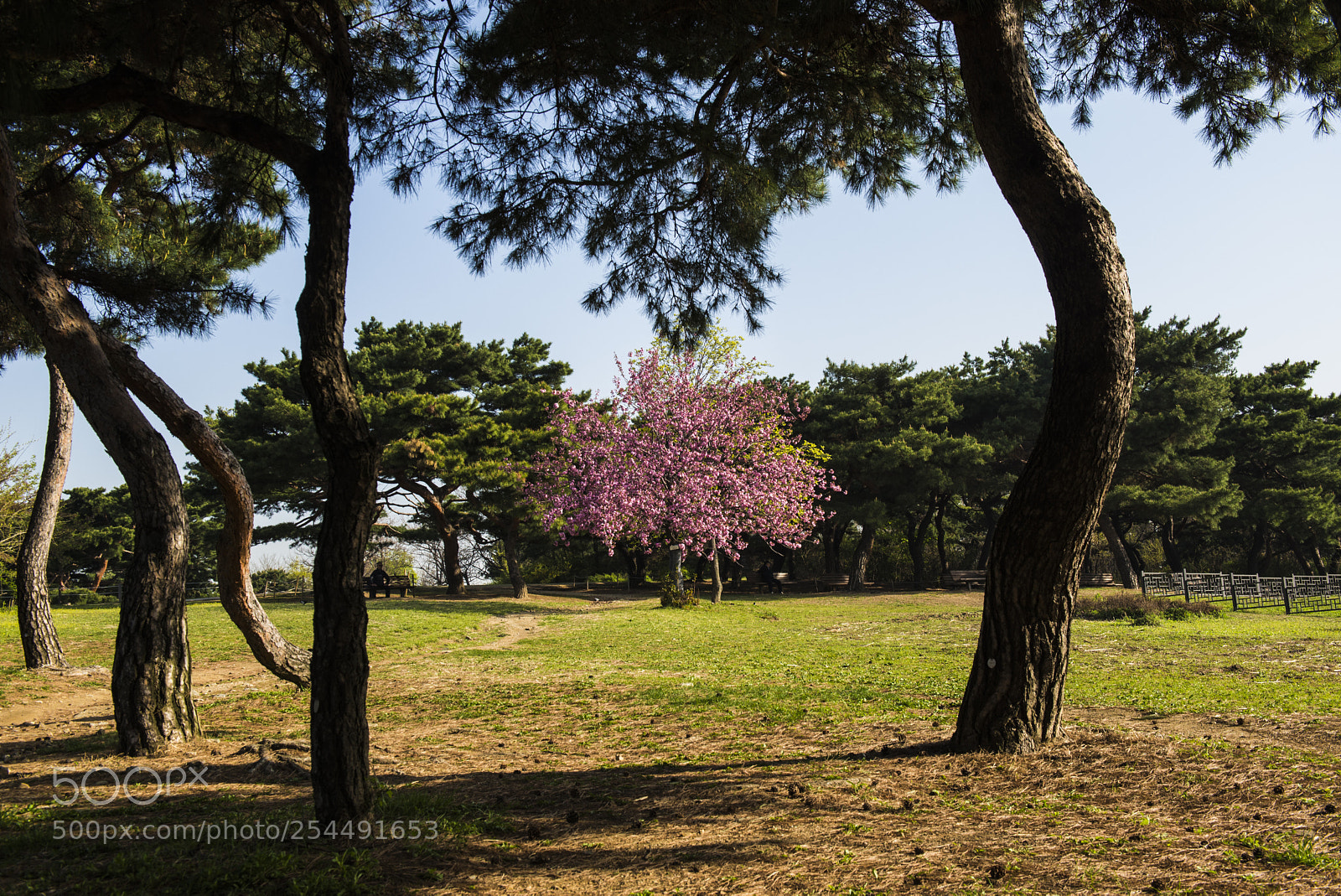 Nikon D610 sample photo. Cherry blossom photography