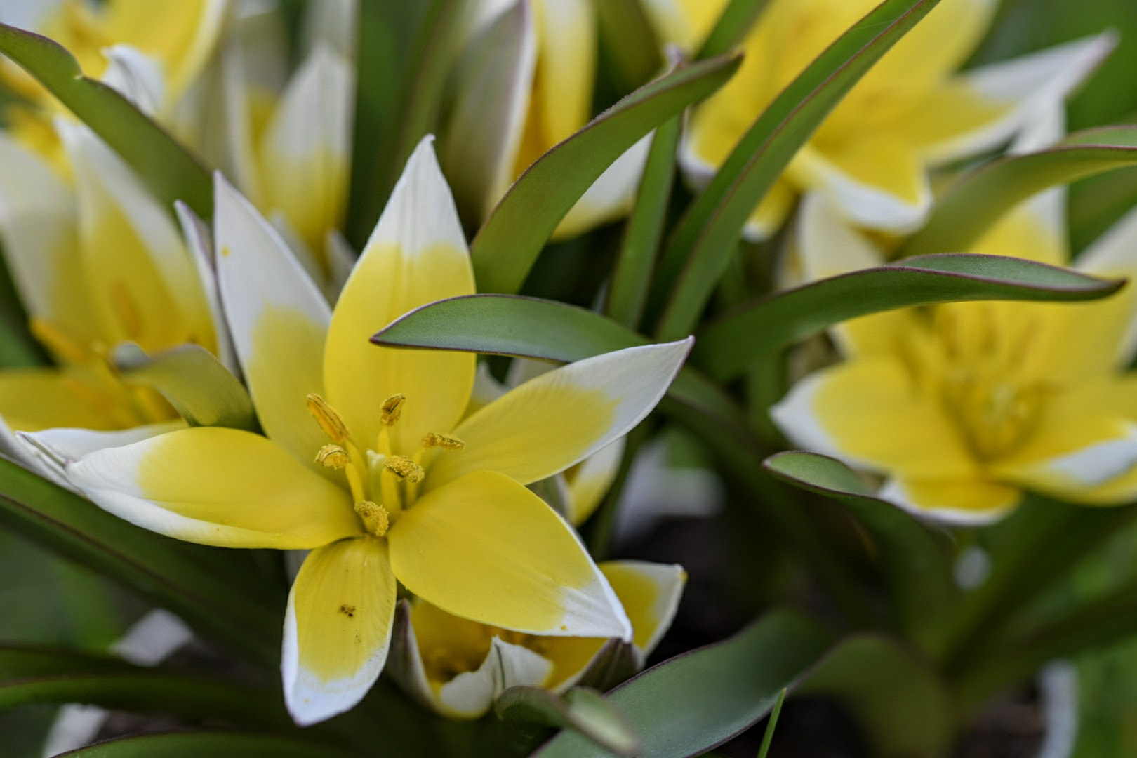 Sigma 105mm F2.8 EX DG OS HSM sample photo. Untitled photography