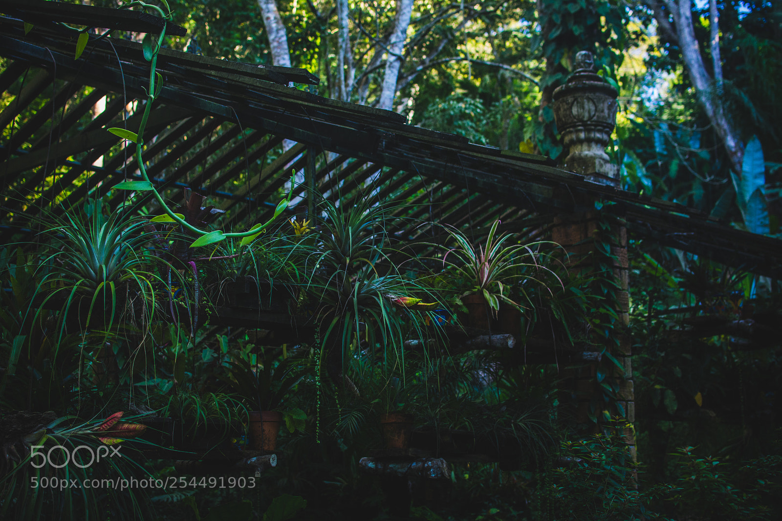 Nikon D7100 sample photo. Jungle garden photography