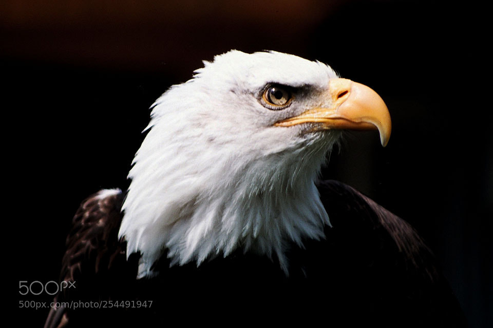 Olympus OM-D E-M1 Mark II sample photo. Bald eagle photography