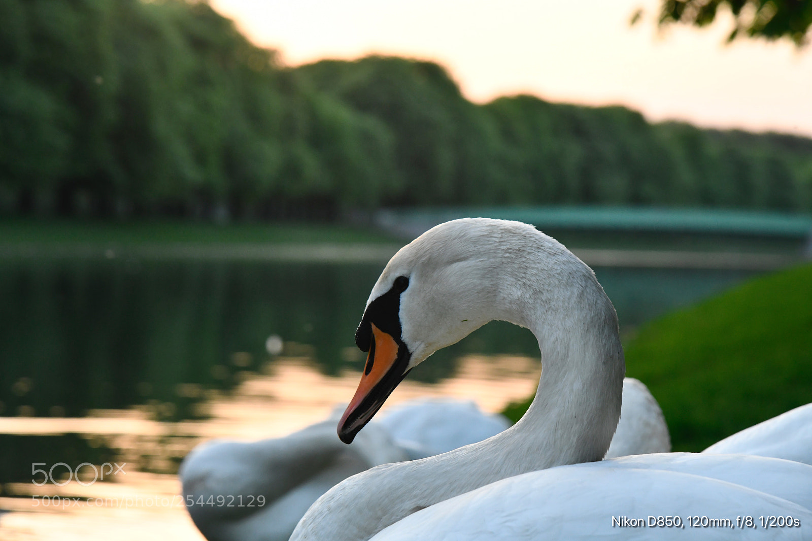 Nikon D850 sample photo. Swan photography