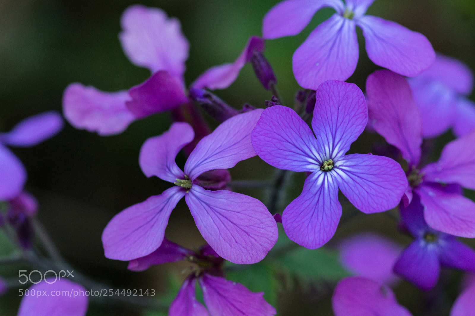 Sony SLT-A77 sample photo. Colours of spring photography